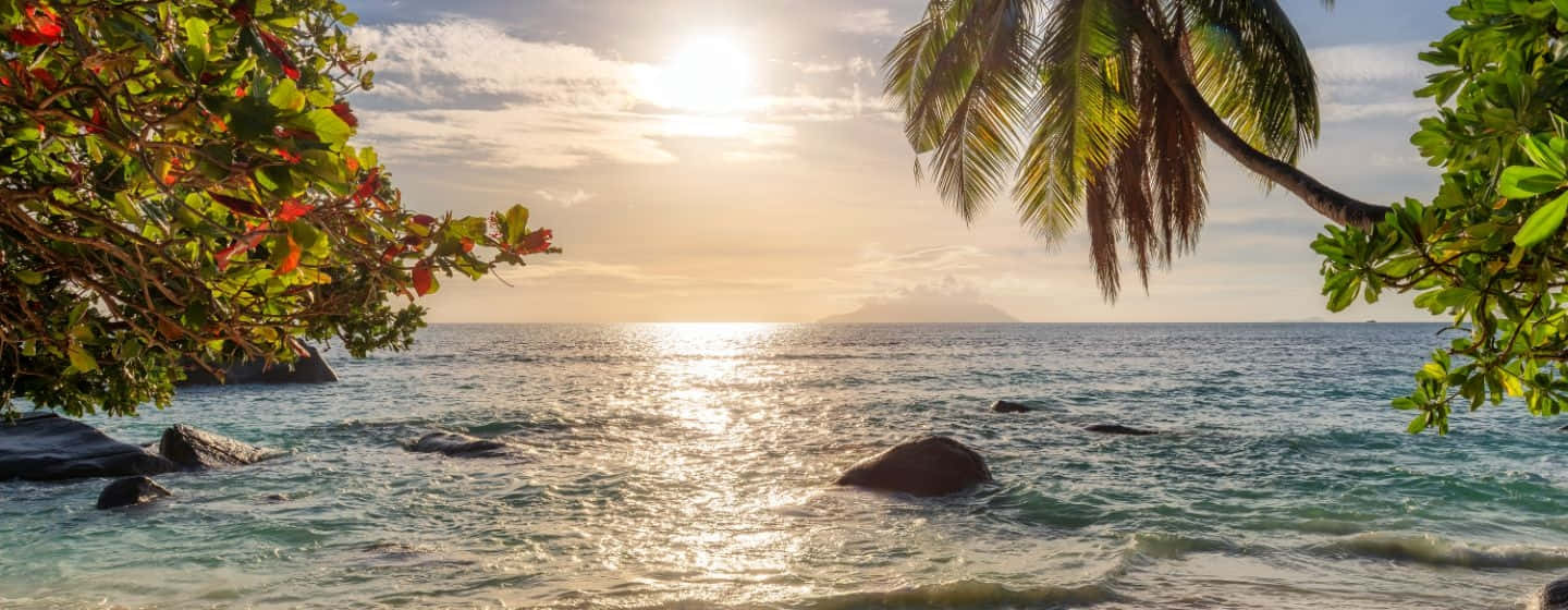 Jamaican Beach 桌布 壁紙 — 金色嘅日落喺翠綠色嘅水面上閃爍，周圍環繞住茂密嘅棕櫚葉同充滿活力嘅樹葉。