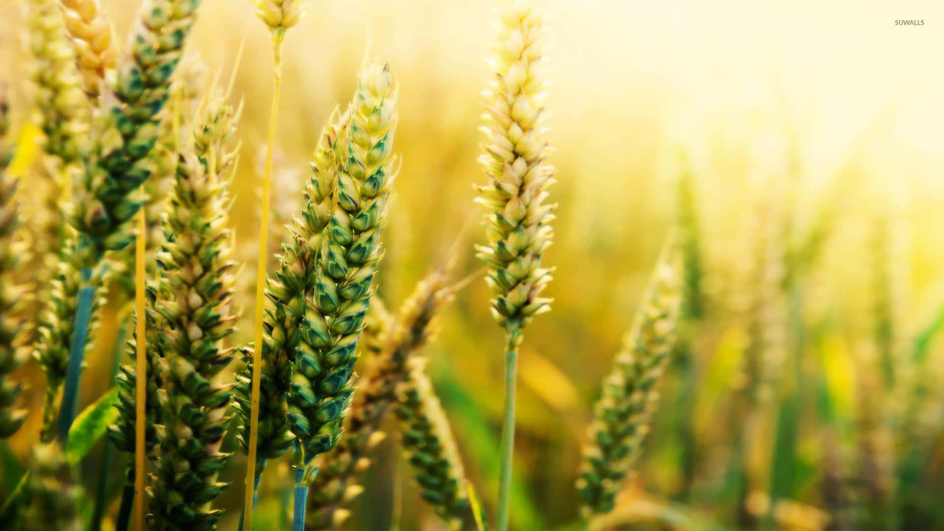 Wheat 桌布 壁紙 — 金色嘅麥穗喺陽光照耀嘅田野中輕輕搖曳，背景係柔和嘅散景效果。
