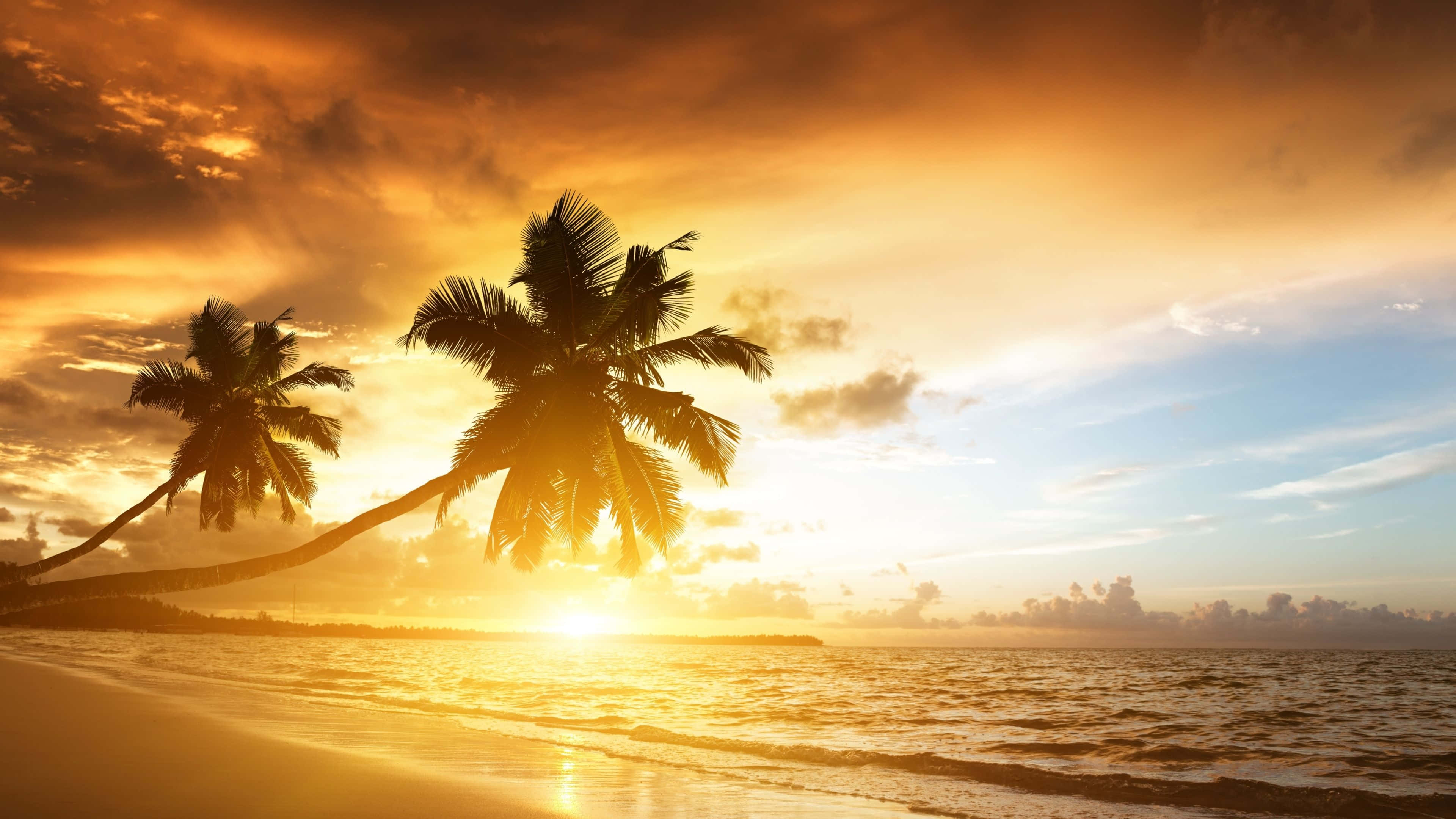Beach Photography 桌布 壁紙 — 金色夕陽在平靜熱帶海灘上棕櫚樹的剪影後方閃耀，伴隨著輕柔的海浪。