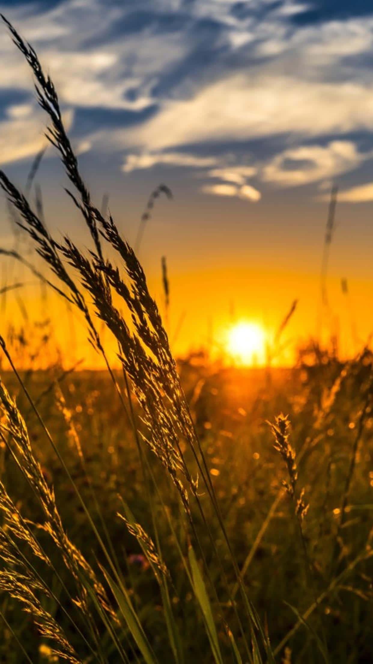 Fall Sunset 桌布 壁紙 — 金色夕陽在高草後發光，柔軟的雲朵在寧靜的田野上方。