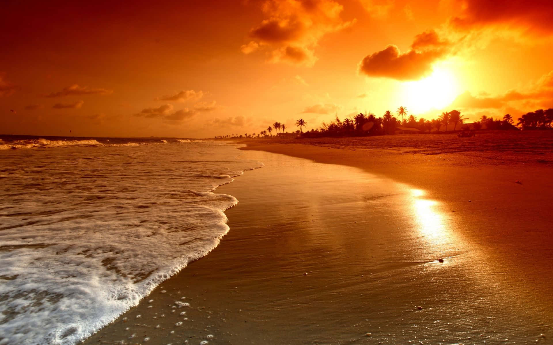 Coastal Sunset 桌布 壁紙 — 金色夕陽將熾熱的橙色光芒灑在熱帶海灘上，溫柔的海浪拍打著海岸，遠處棕櫚樹的剪影清晰可見。