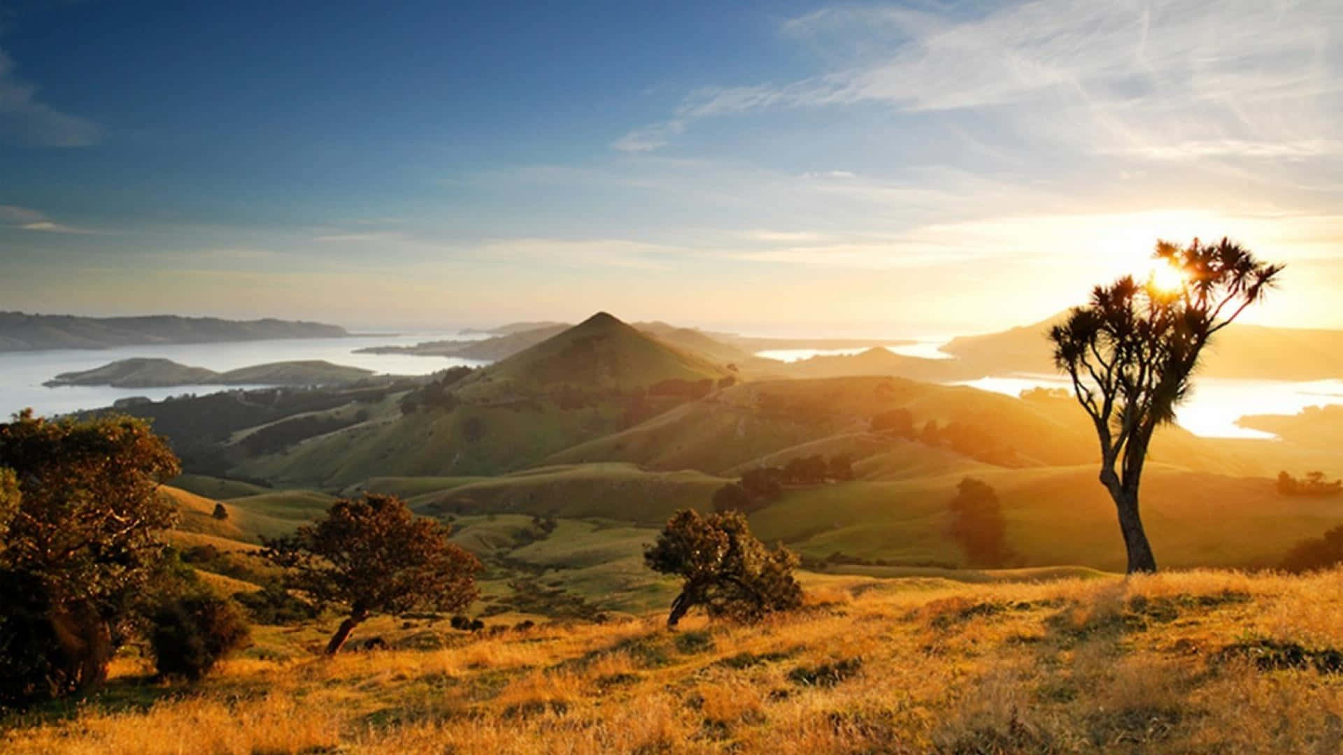 New Zealand 桌布 壁紙 — 金色夕陽沐浴著起伏的綠色山丘和一棵孤樹，溫暖的光芒中，遠方的島嶼從霧氣瀰漫的水面浮現。
