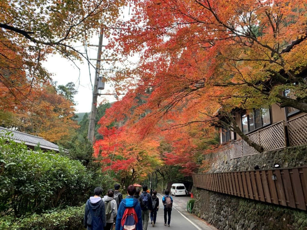 人們在狹窄的道路上，走在紅色和橙色秋葉的樹冠下。