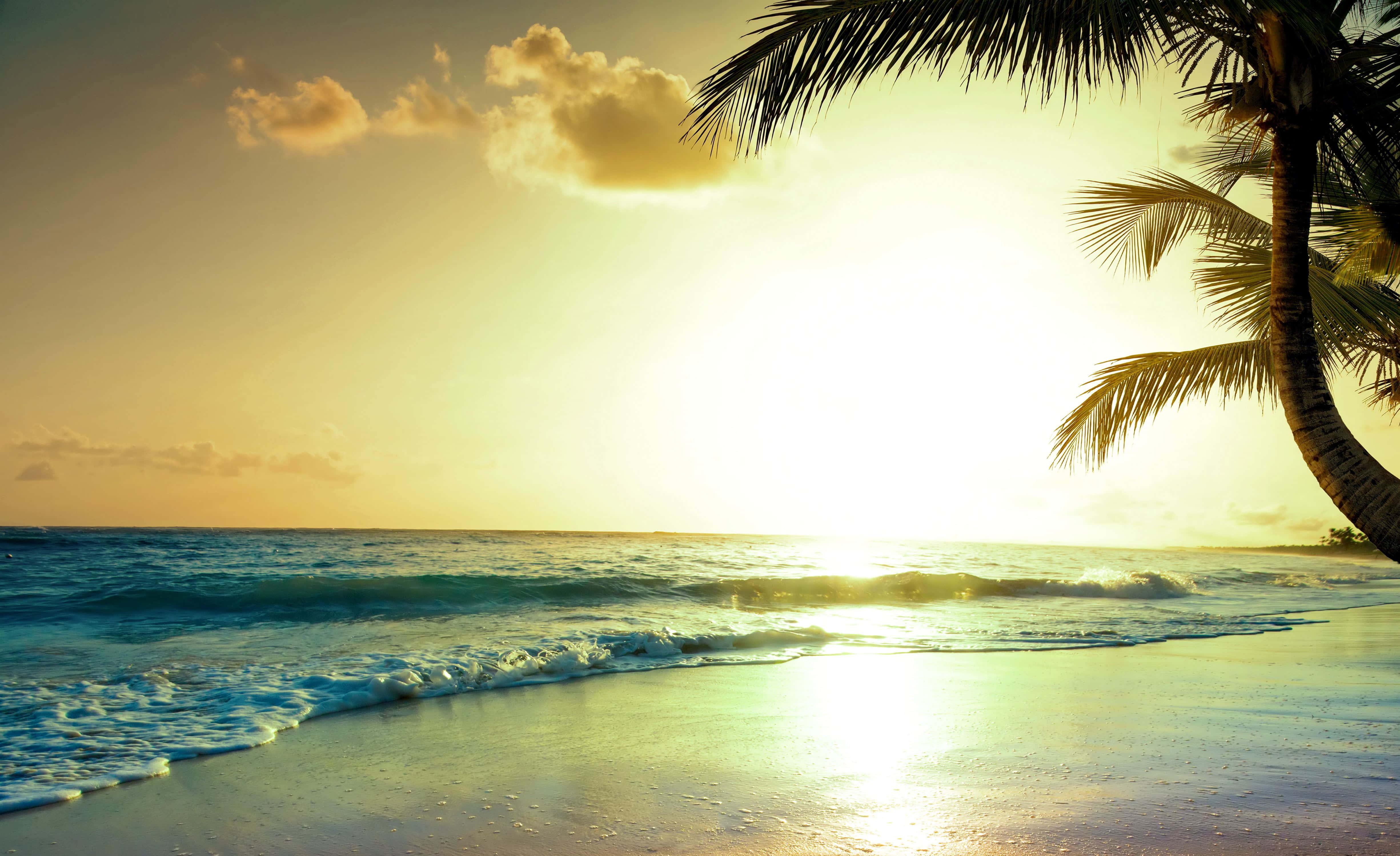 海灘日落 桌布 壁紙 — 金色夕陽照耀在碧綠的海浪上，海浪拍打著沙灘，沙灘兩旁是剪影般的棕櫚葉。