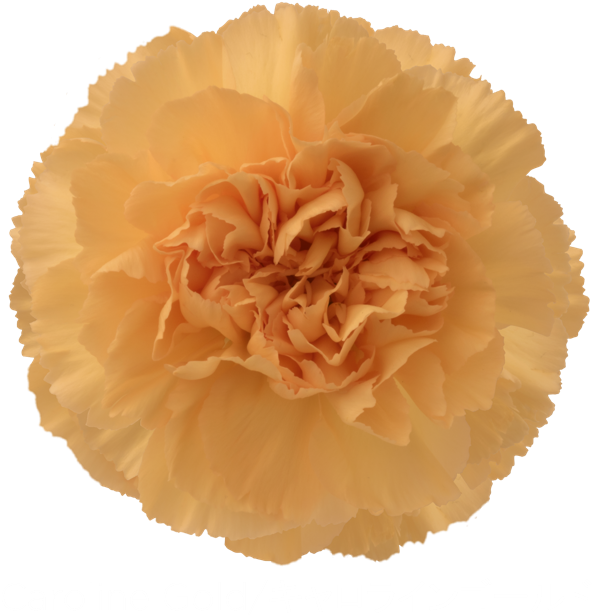 金色康乃馨花 壁紙 — 一朵完全盛開的金色康乃馨的特寫，帶有層疊的皺褶花瓣，背景為純黑色。