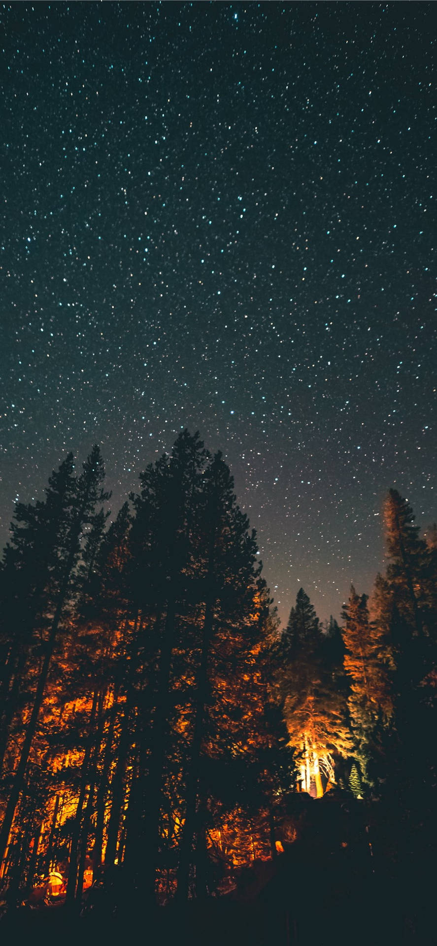 森林中的高大樹木在星空下閃耀著溫暖的光芒。