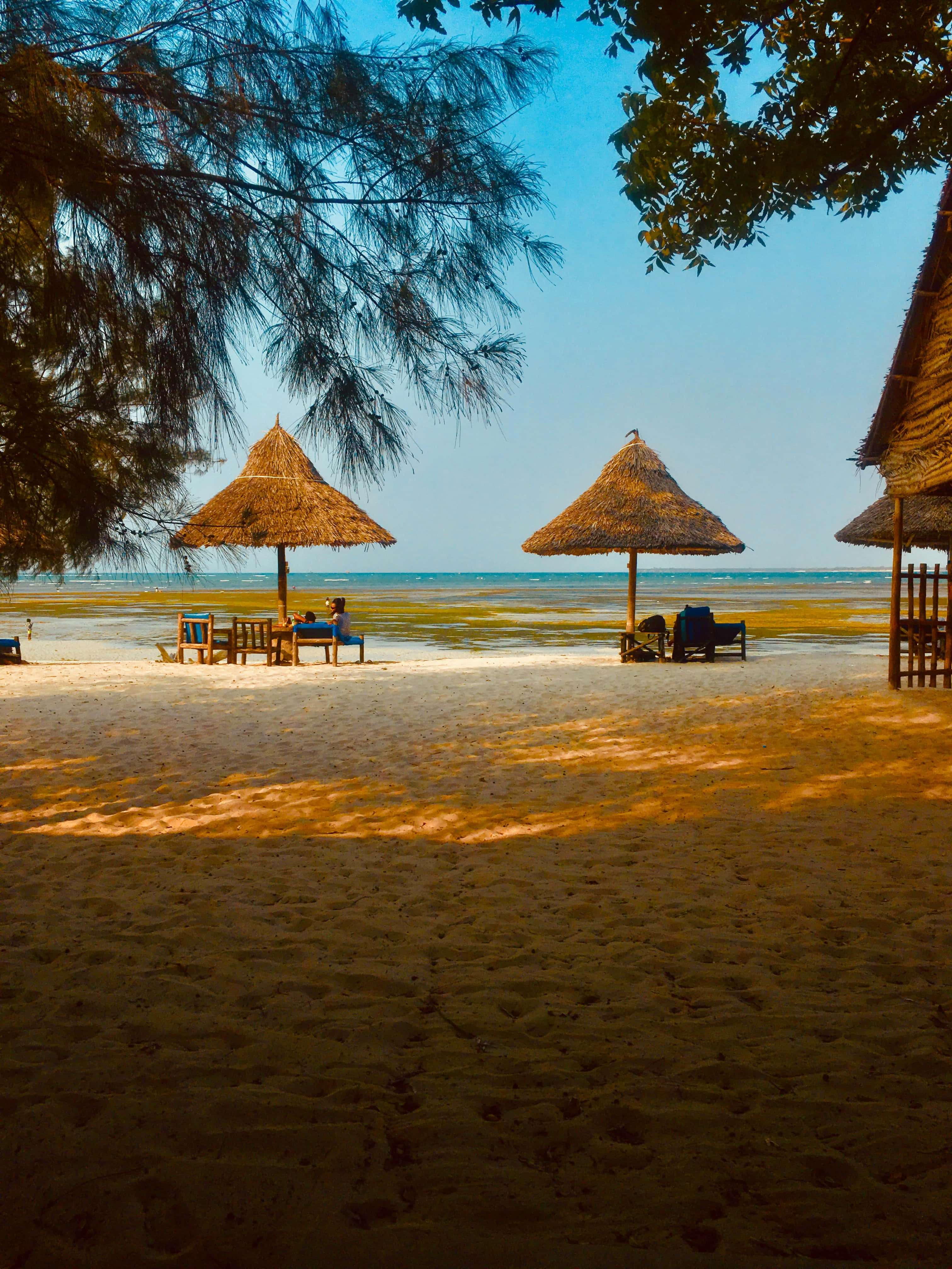 Beach Huts 桌布 壁紙 — 金色沙灘被樹木遮蔭，茅草傘和椅子面向平靜的海洋，在清澈的藍天下。
