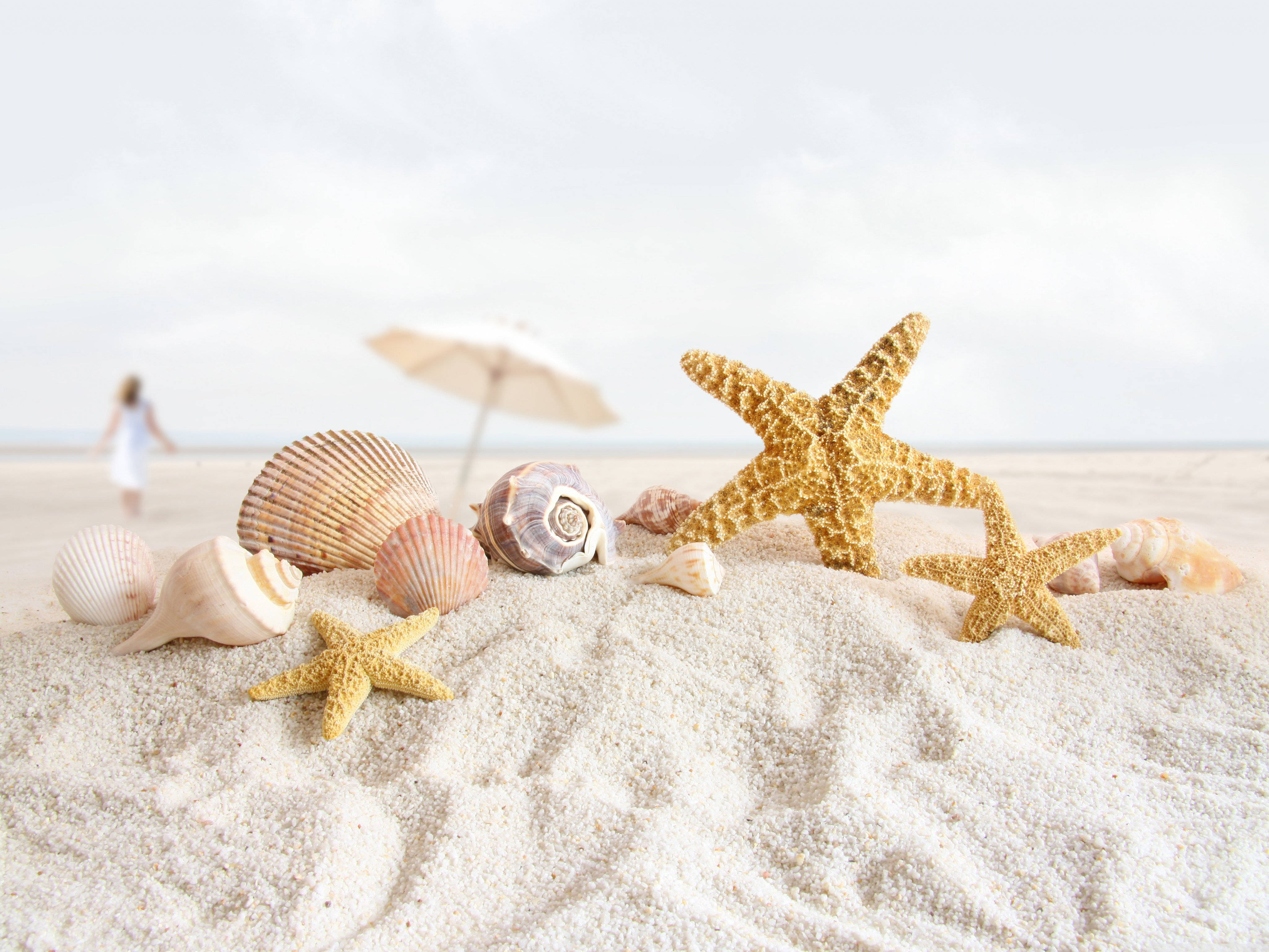Shell 桌布 壁紙 — 金色海星和各種貝殼躺在細白沙灘上，遠處有模糊的沙灘遊客和遮陽傘。