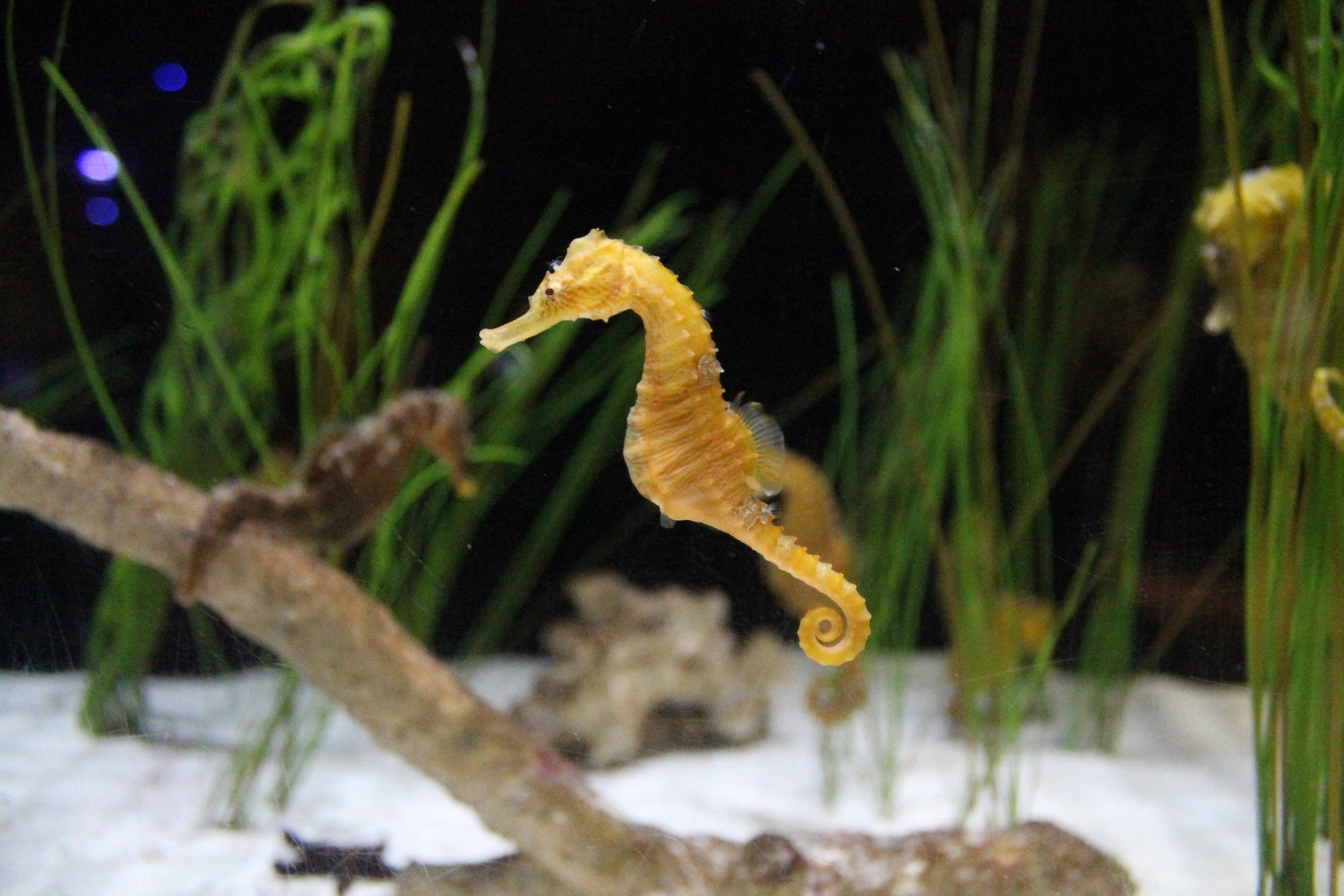 金色海馬水族館 壁紙 — 一隻金色海馬喺有綠色水草同漂流木枝嘅水族箱中優雅咁彎曲。