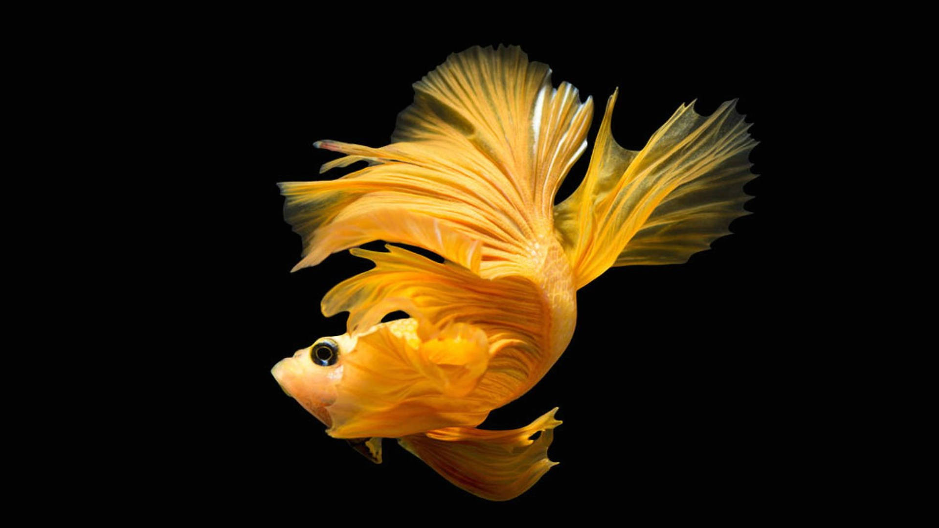 金色鬥魚，流暢魚鰭，黑色背景