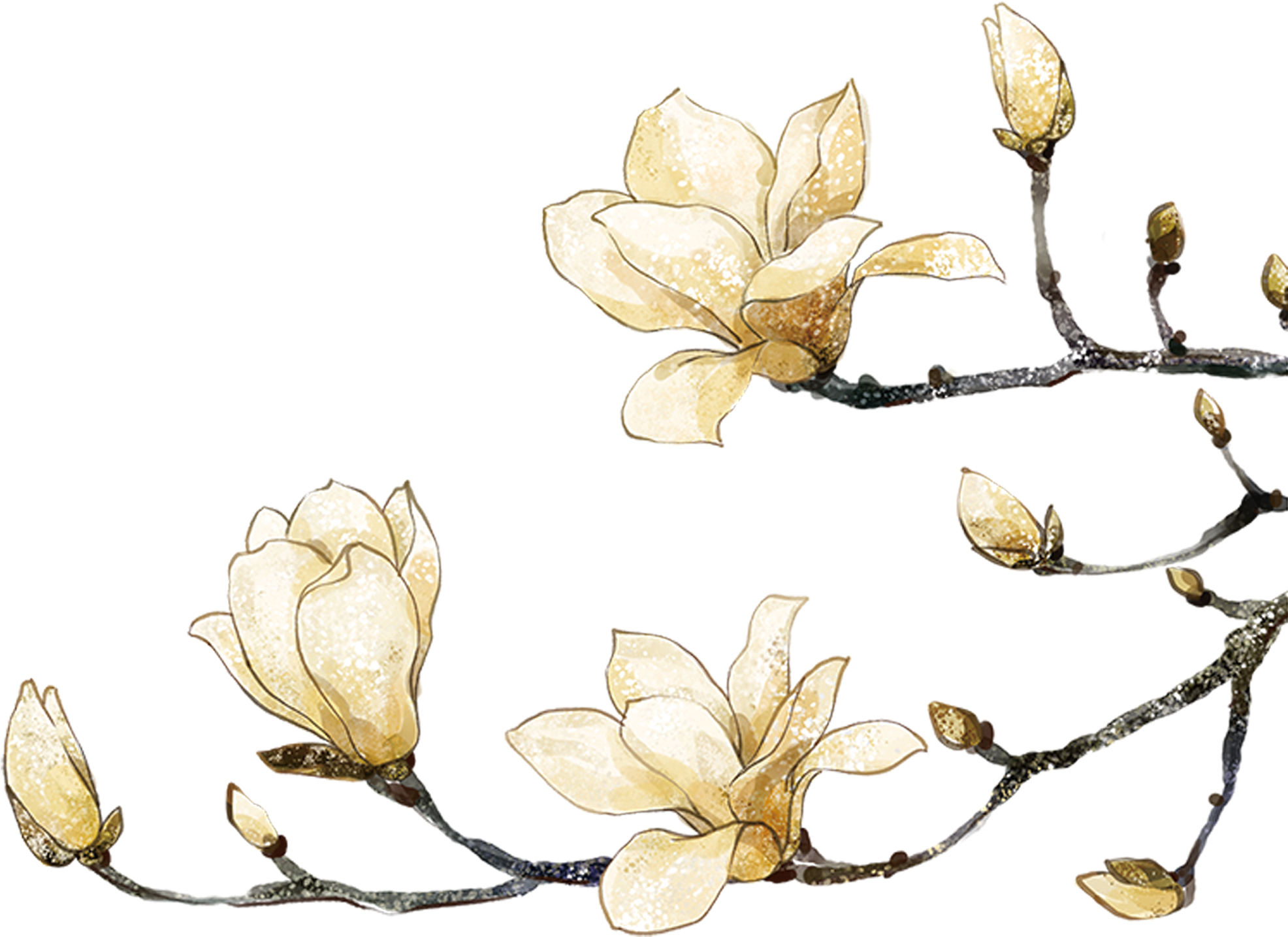 金色玉蘭花藝術作品 壁紙 — 金色木蘭花和花蕾在純黑背景上閃爍微光，莖幹閃閃發亮。