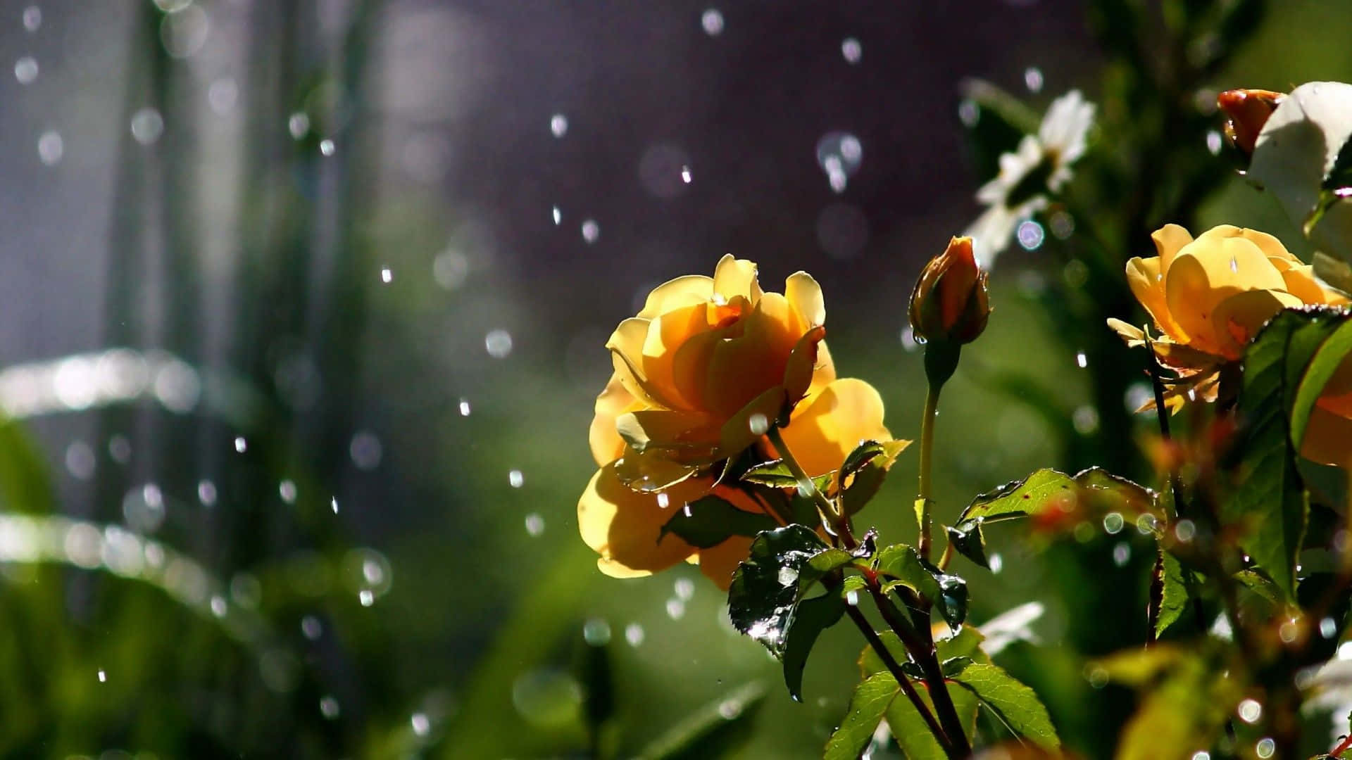 Spring Rain 桌布 壁紙 — 金色玫瑰在明亮陽光下，於柔和模糊的綠色背景上閃爍著雨滴。