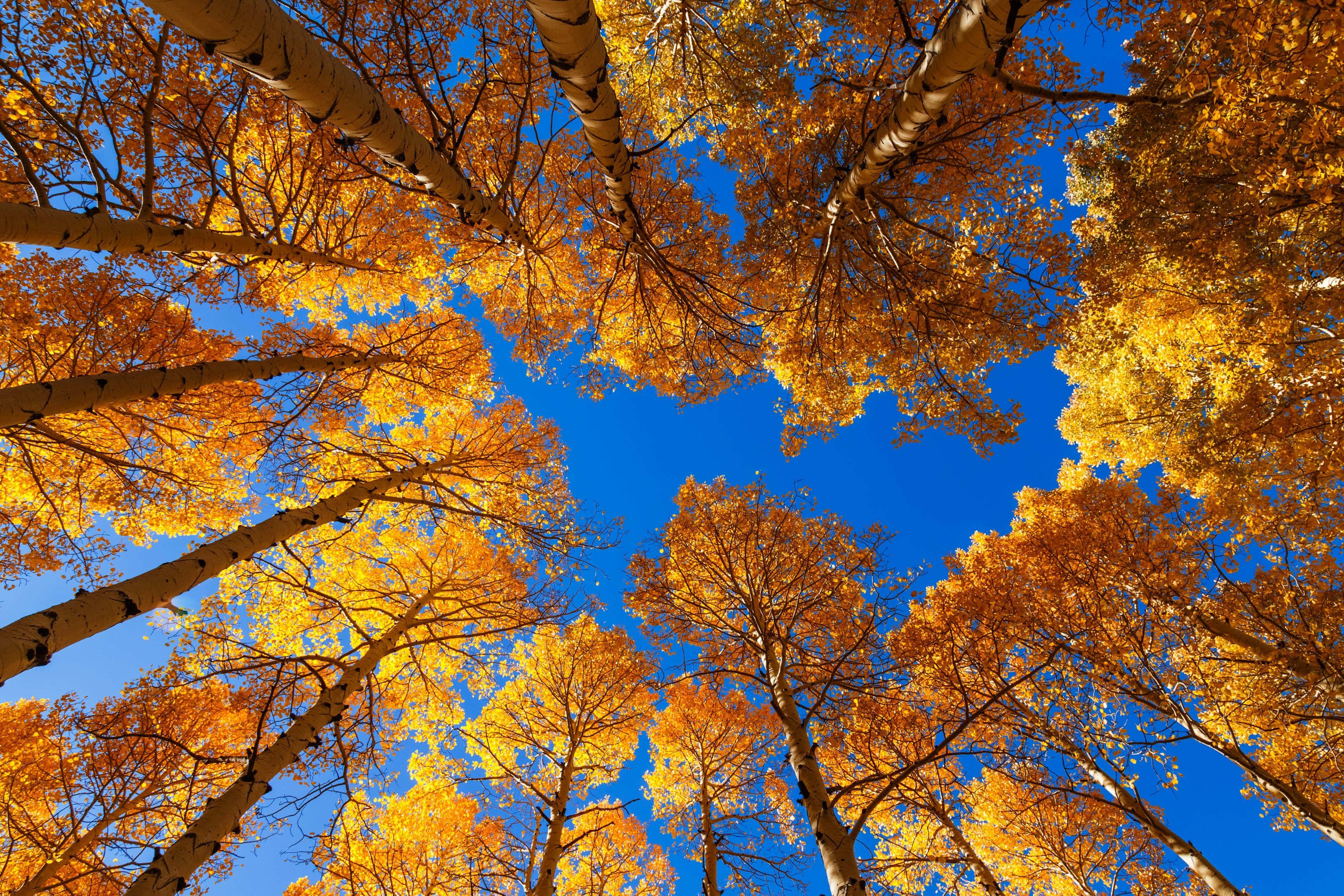 Fall Photography 桌布 壁紙 — 金色白楊樹向上拱起，映襯著鮮豔的藍天，呈現出令人驚嘆的秋季樹冠景觀。
