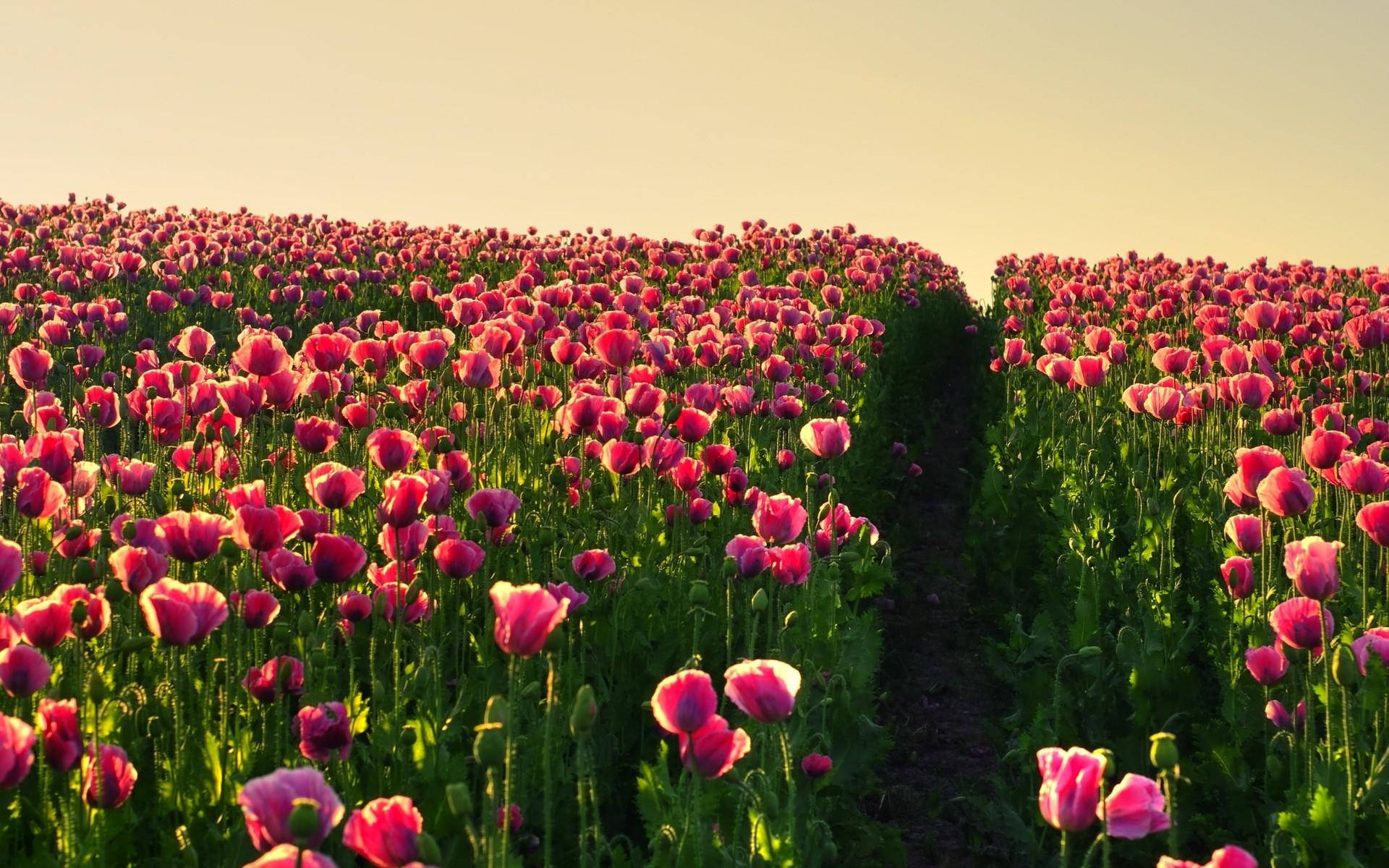 field 桌布 壁紙 — 金色的夕陽以溫暖的光芒沐浴著一大片充滿活力的粉紅色罌粟花田，營造出寧靜而夢幻的自然景觀。