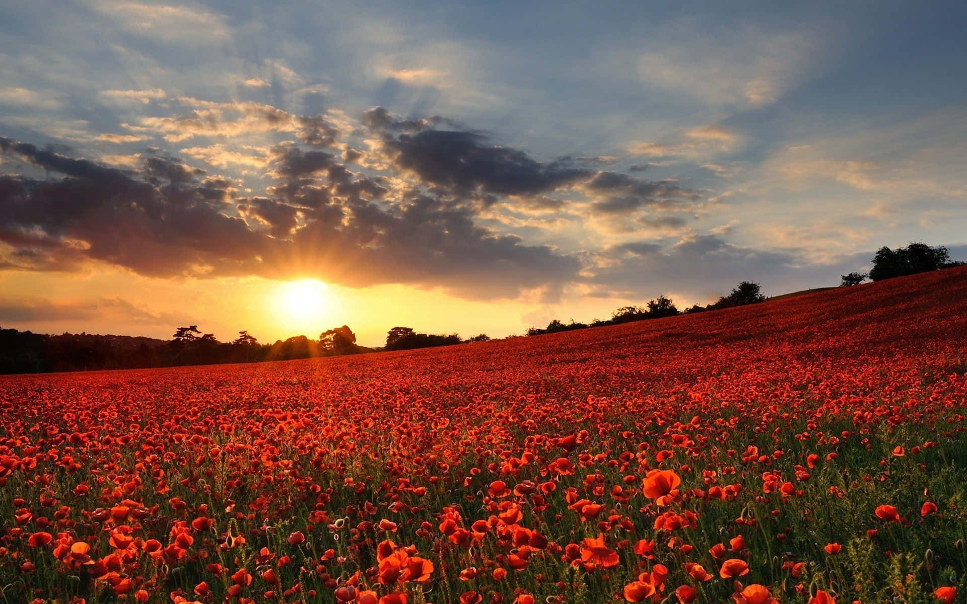 Poppy Field 桌布 壁紙 — 金色的夕陽以溫暖的光芒沐浴著廣闊的鮮紅色罌粟花田，雲彩劃過天空。