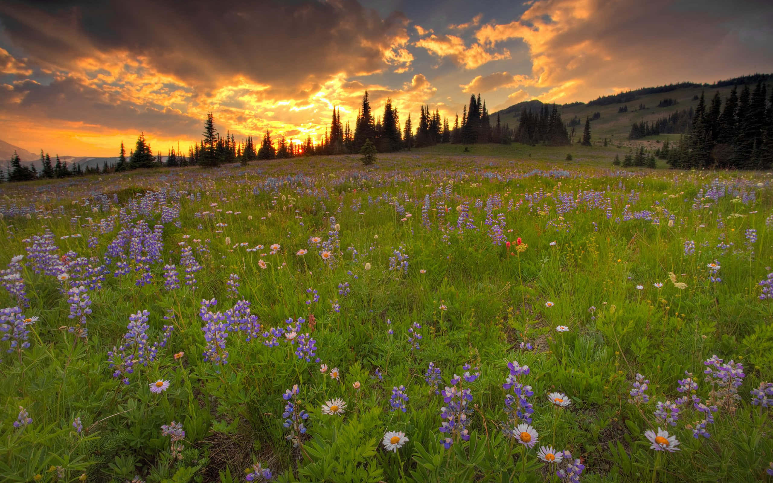 Meadow 桌布 壁紙 — 金色的夕陽灑落在一片廣闊的草地上，草地上開滿了紫色的羽扇豆和白色的雛菊，遠處有松樹和起伏的山丘。