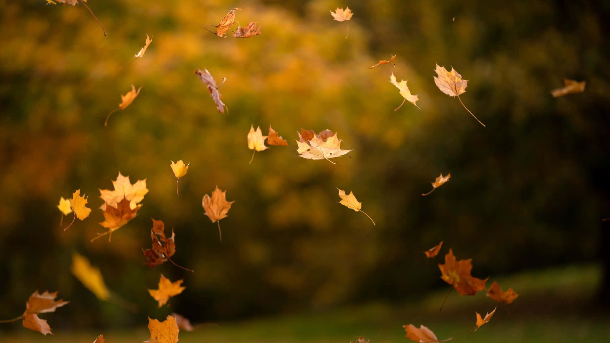 Leaves 桌布 壁紙 — 金色的楓葉在溫暖的秋風中優雅地旋轉，背景是柔和模糊的森林。