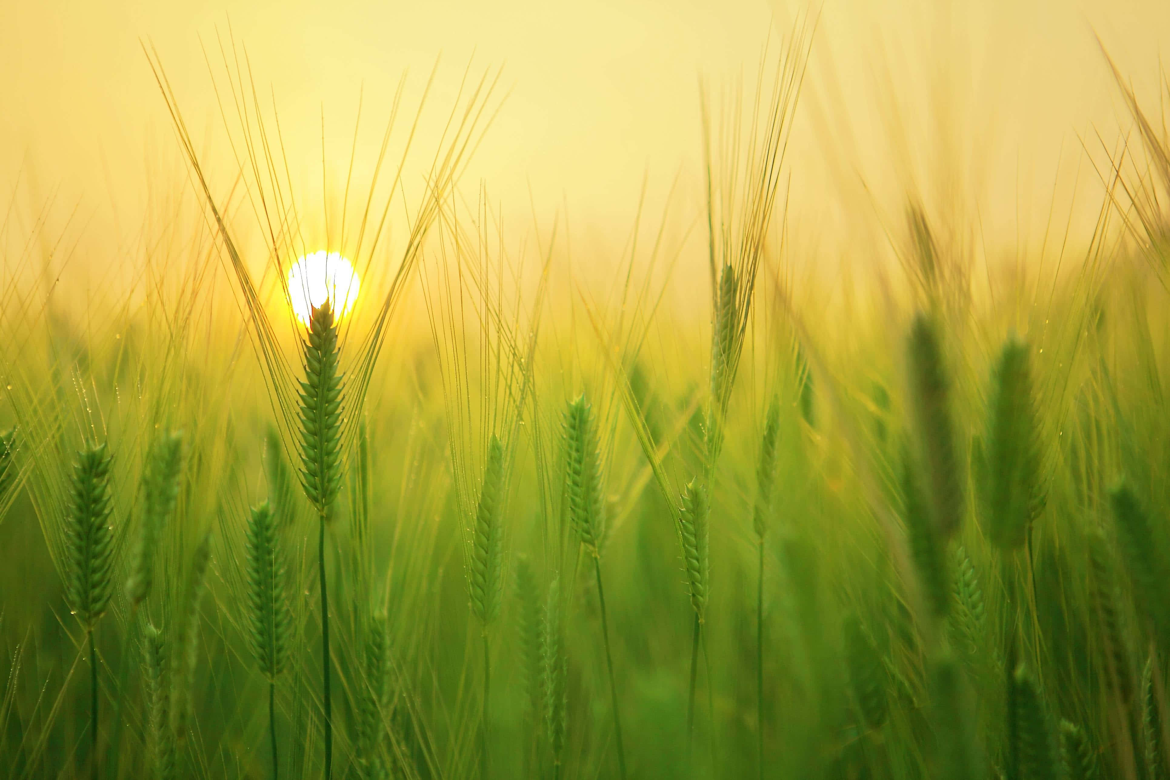 Wheat Harvest 桌布 壁紙 — 金色的陽光穿過充滿活力的綠色麥稈，灑在溫暖逆光中寧靜的田野上。