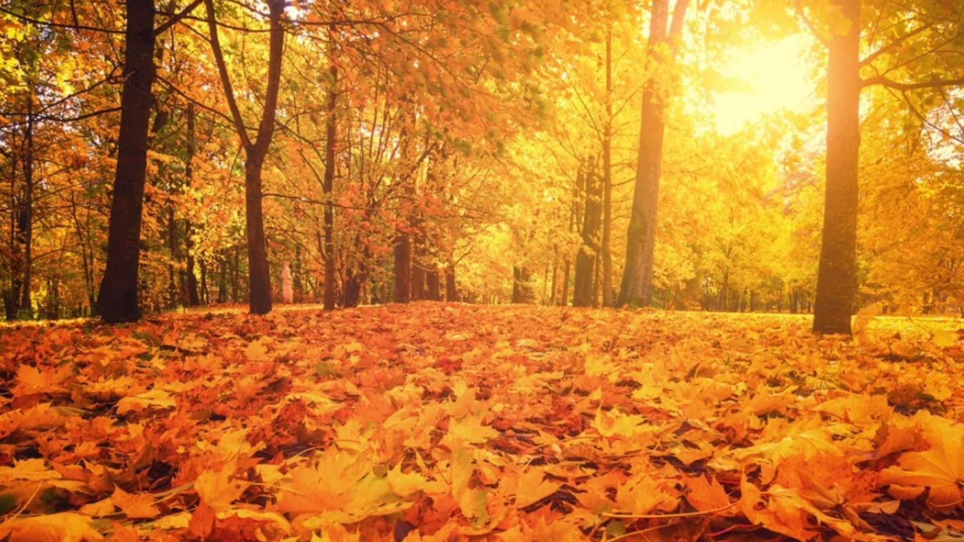 Fall Sunrise 桌布 壁紙 — 金色的陽光穿過秋天的樹木，在落葉地毯上投下溫暖的光芒。