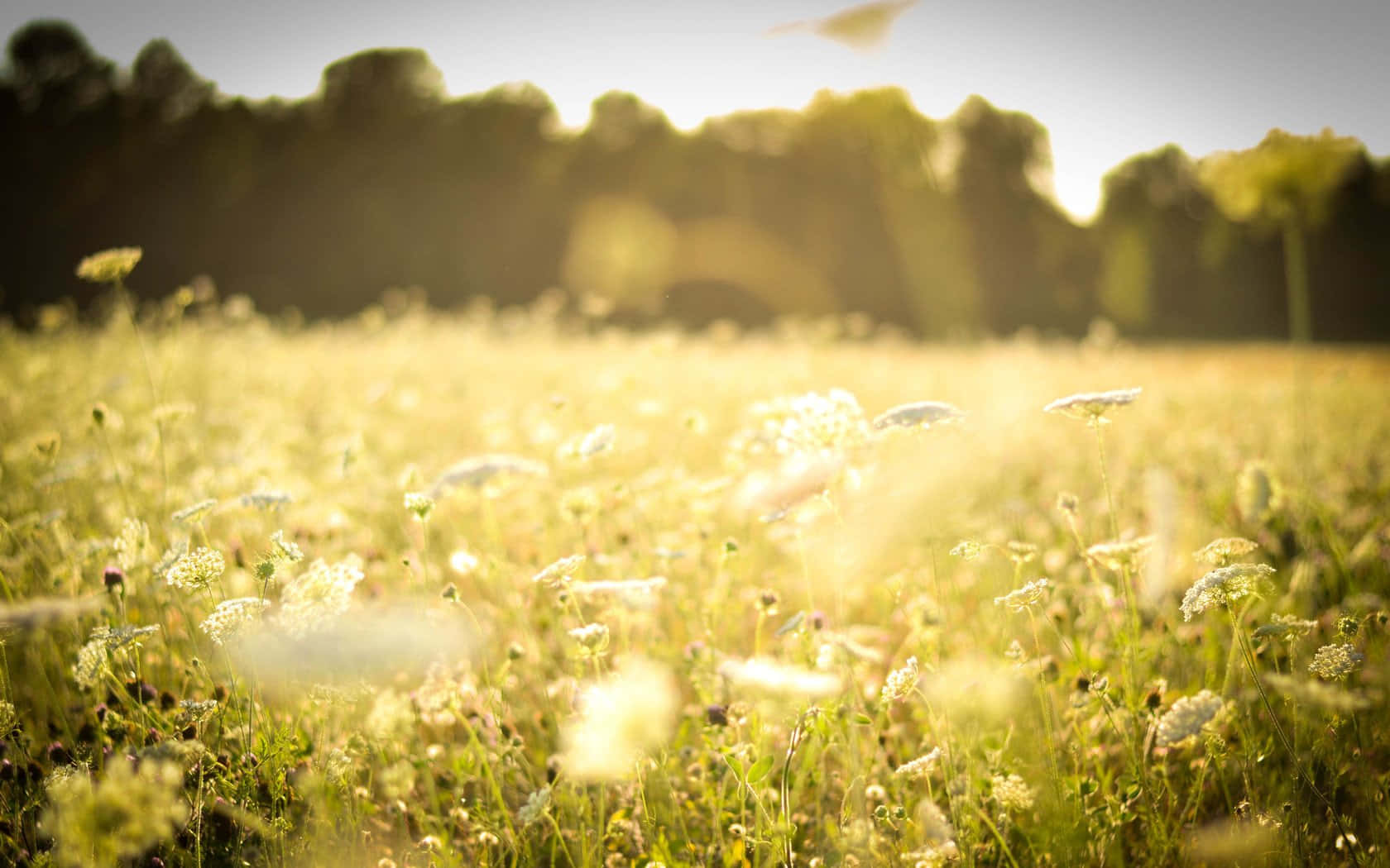 Meadow 桌布 壁紙 — 金色的陽光穿過野花田，營造出夢幻般的溫暖光芒，背景帶有柔和的散景效果。