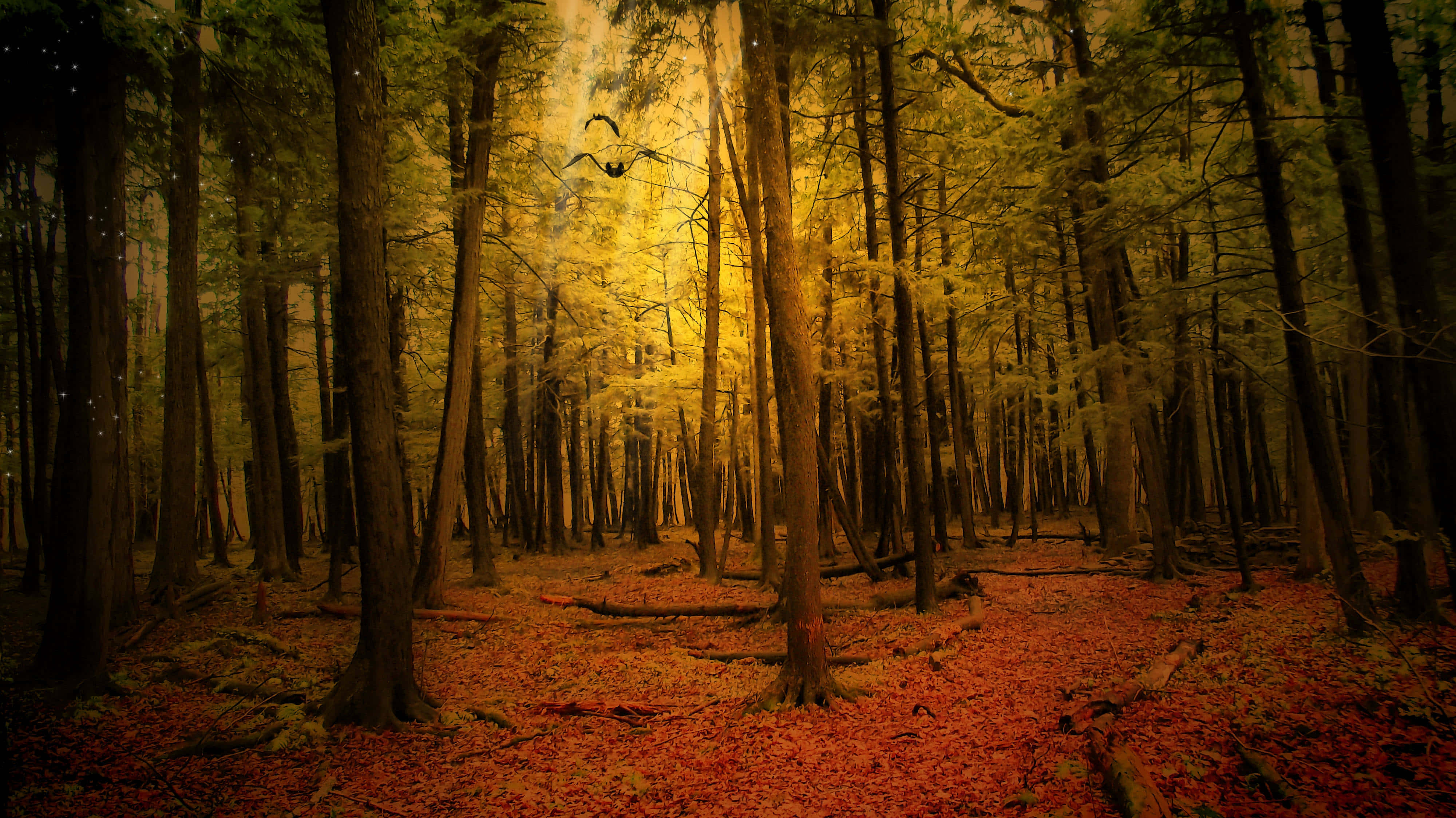 Fall Forest 桌布 壁紙 — 金色的陽光穿過高聳的樹木，在秋日森林的紅色落葉地毯上投下溫暖的光芒。
