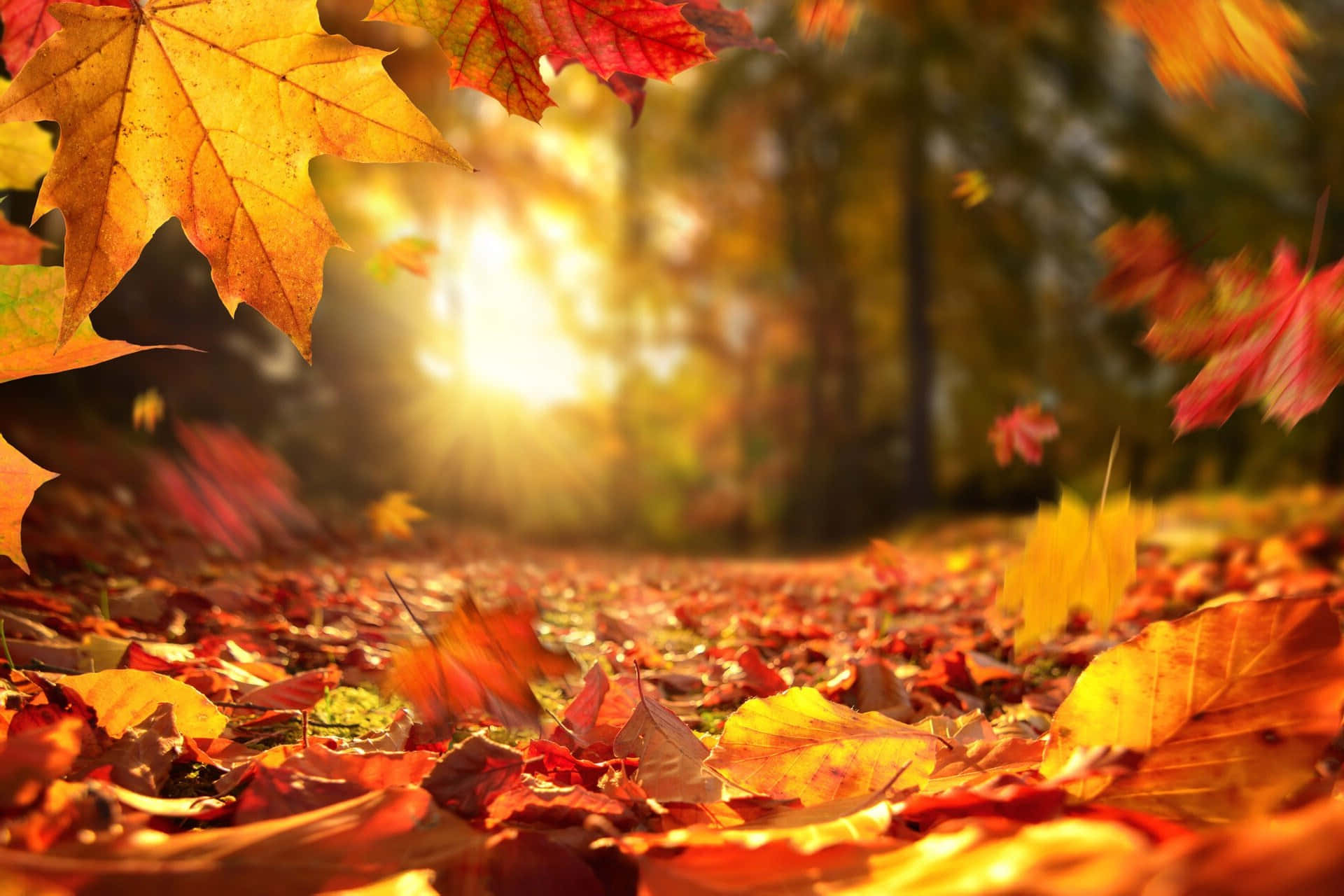 Fallen Leaves 桌布 壁紙 — 金色的陽光透過鮮豔的秋葉，鋪滿了森林小徑，呈現溫暖的橙色、紅色和黃色調。
