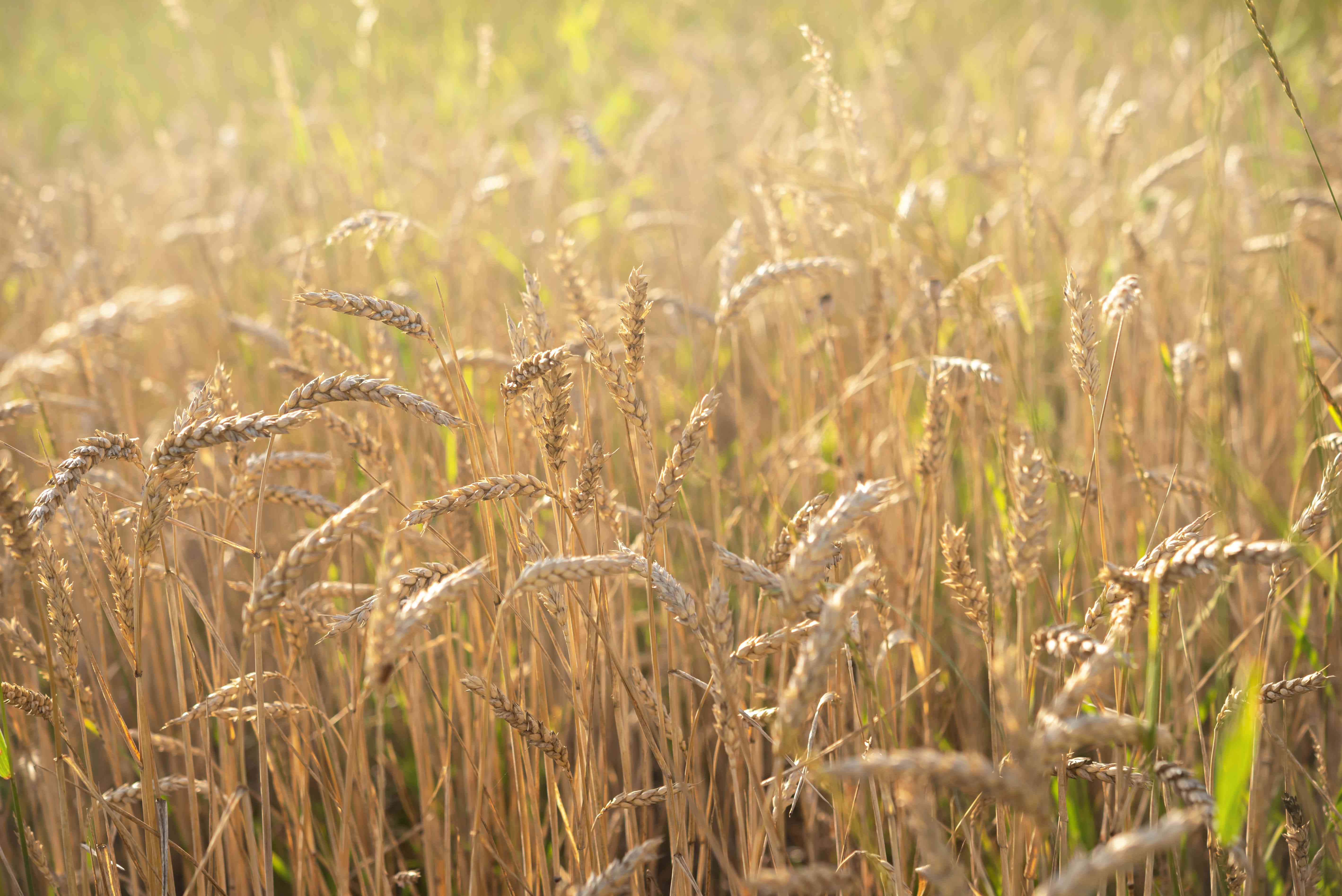 Wheat Harvest 桌布 壁紙 — 金色的麥穗在溫暖的陽光下輕輕搖曳，營造出寧靜而豐收的夏日田野景象。
