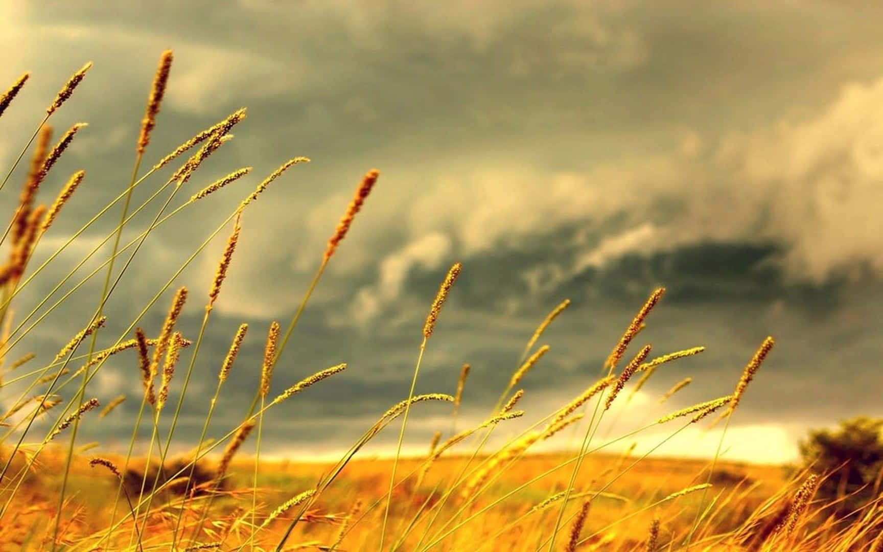 Autumn Wind 桌布 壁紙 — 金色草在前景搖曳，襯托著佈滿雲彩、散發日落色調的戲劇性天空。