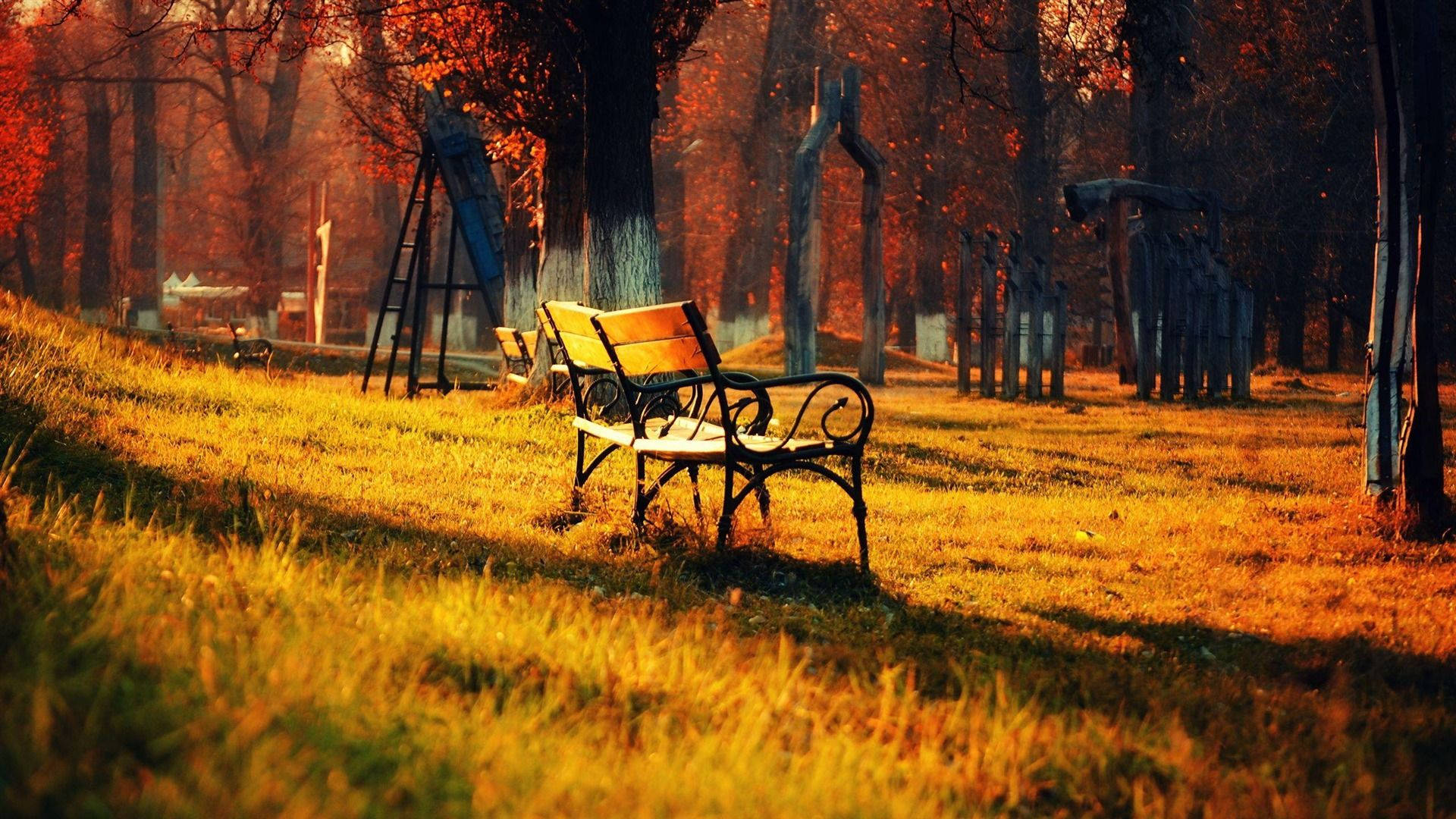 陽光明媚的秋日公園中的一張木製長椅，有金色的草地和紅色的樹木。