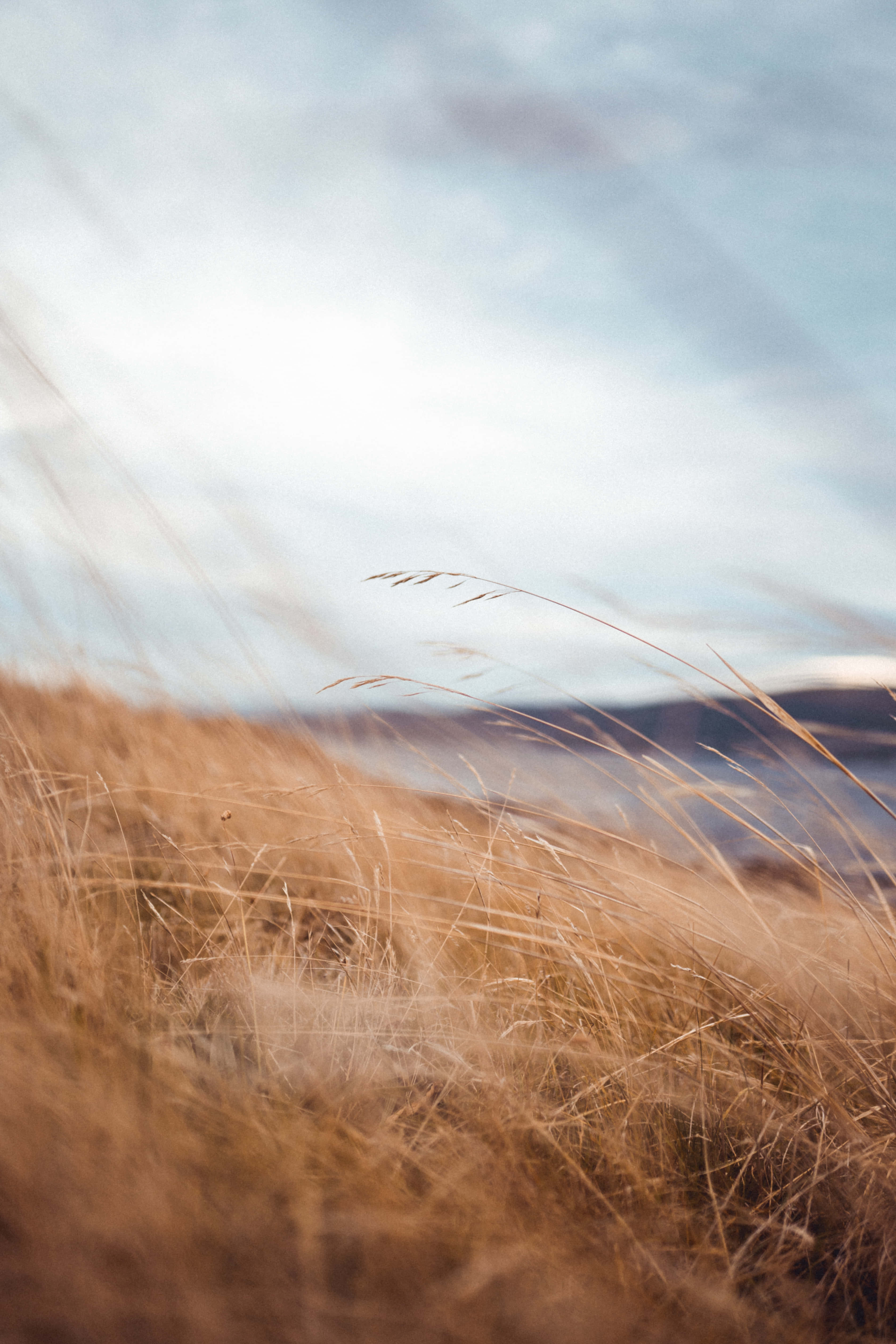 Wind 桌布 壁紙 — 金色草地在微風中輕輕搖曳，映襯著柔和的藍天，遠山在背景中模糊不清。