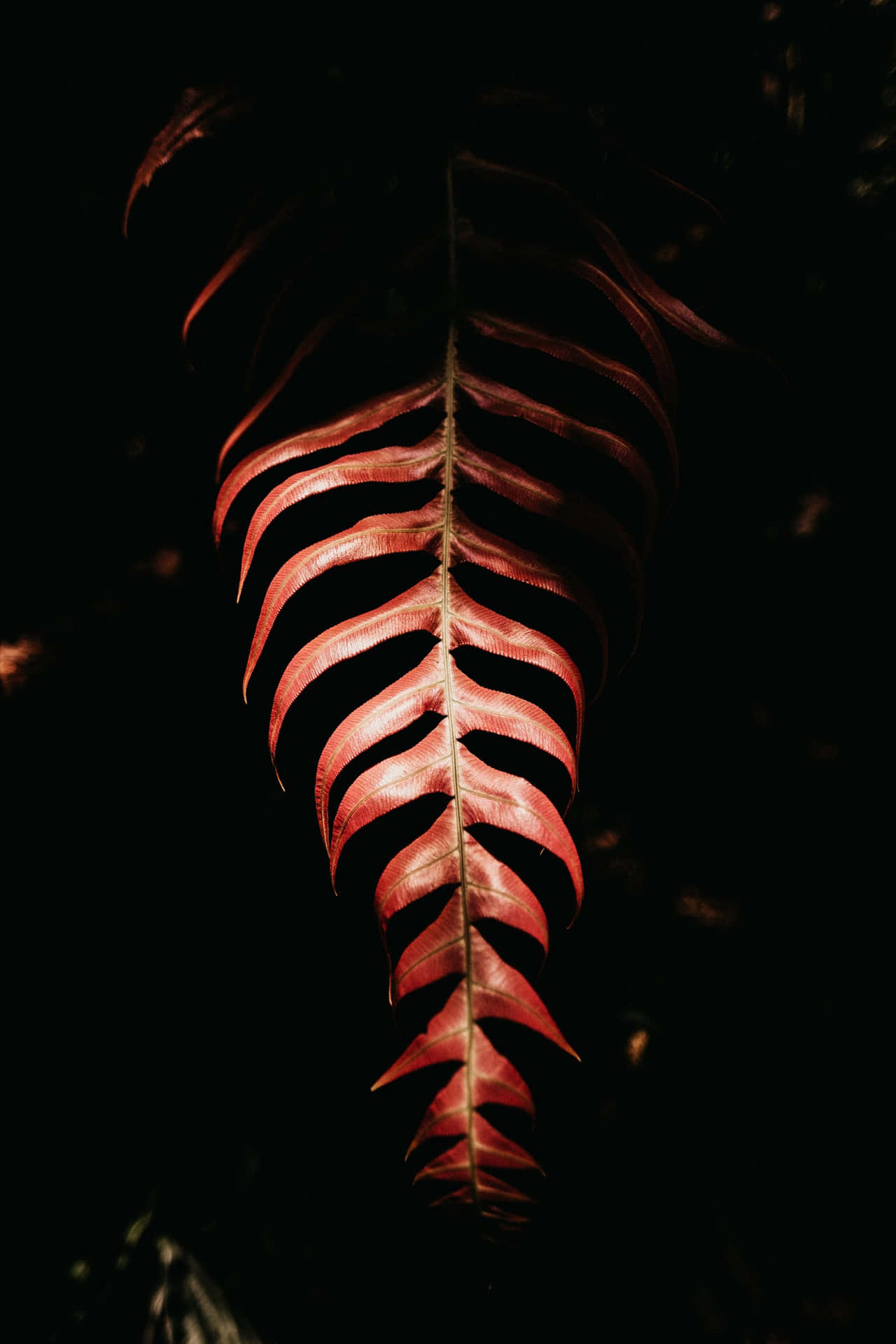 在黑色背景上發光的紅色蕨葉