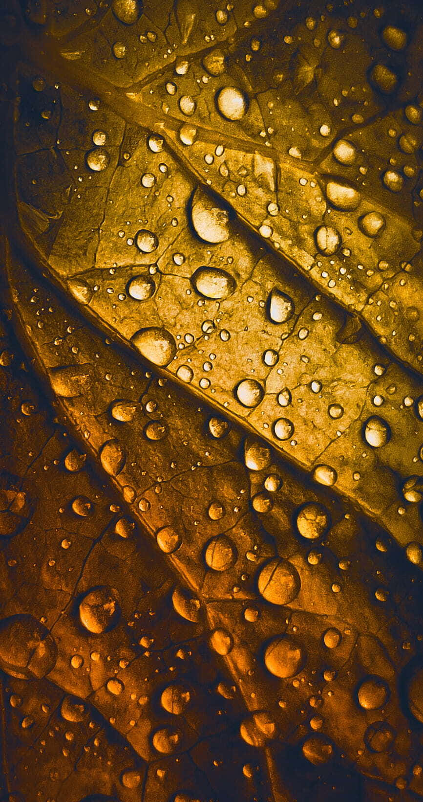 Fall Dew 桌布 壁紙 — 金色葉脈在溫暖光線下閃爍著露珠，展現出複雜的紋理和豐富的琥珀色調。
