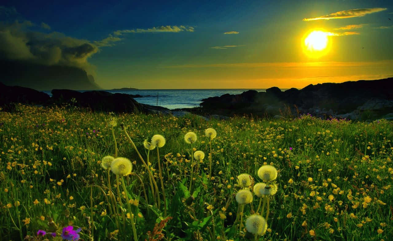 Spring Sunset 桌布 壁紙 — 金色蒲公英在日落時分的草地上盛開，天空壯麗，海洋地平線清晰可見。
