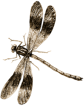 金色蜻蜓插圖 壁紙
