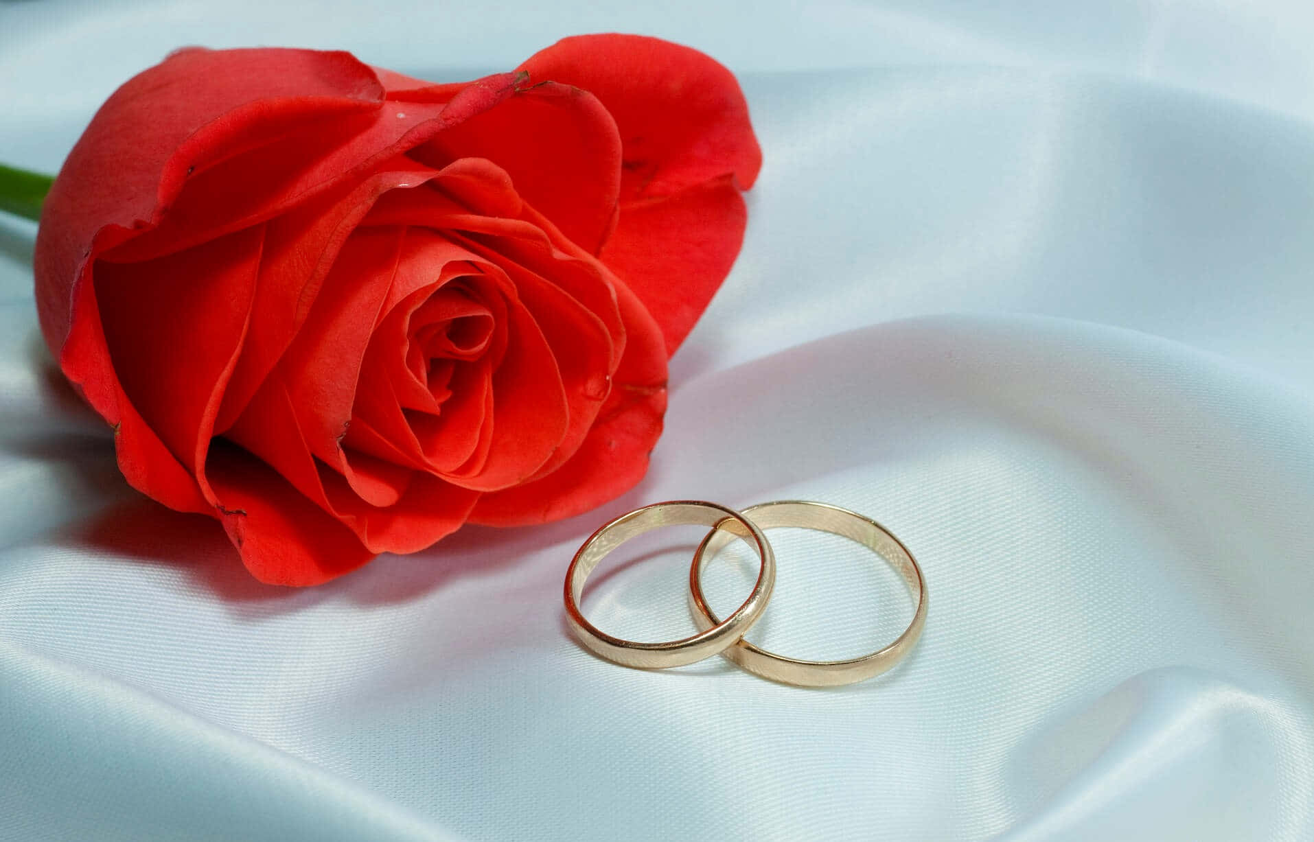 白色緞布上的紅玫瑰和金色結婚戒指。
