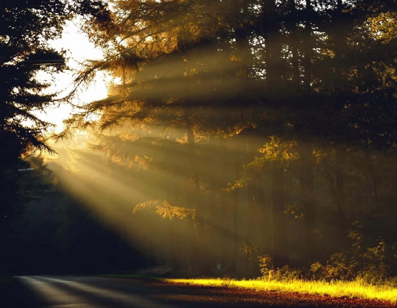 Beautiful Forest 桌布 壁紙 — 金色陽光穿透茂密的森林樹冠，照亮寧靜道路上方的霧氣。
