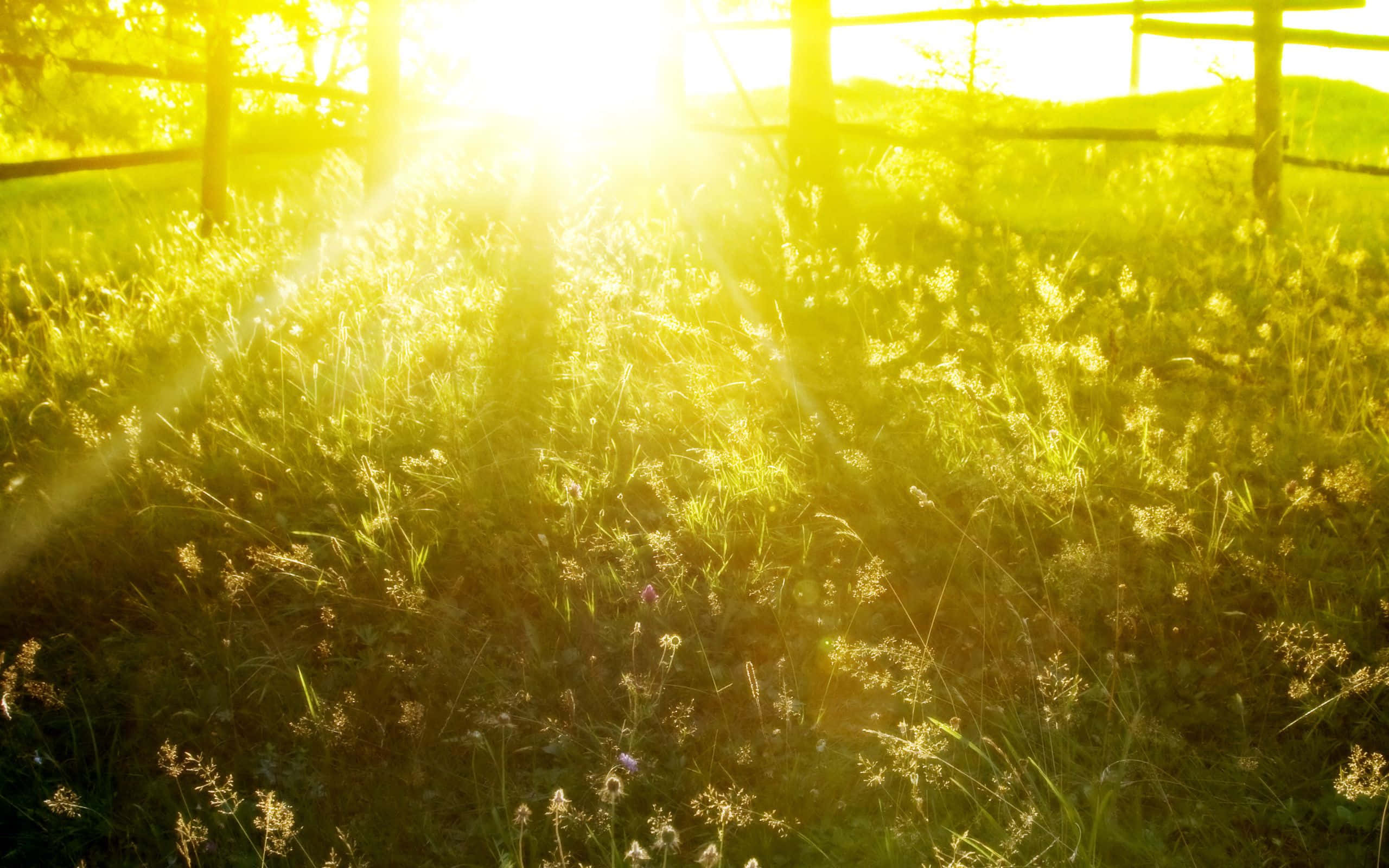 Spring Meadow 桌布 壁紙 — 金色陽光穿過木柵欄，灑在高草和野花的田野上。