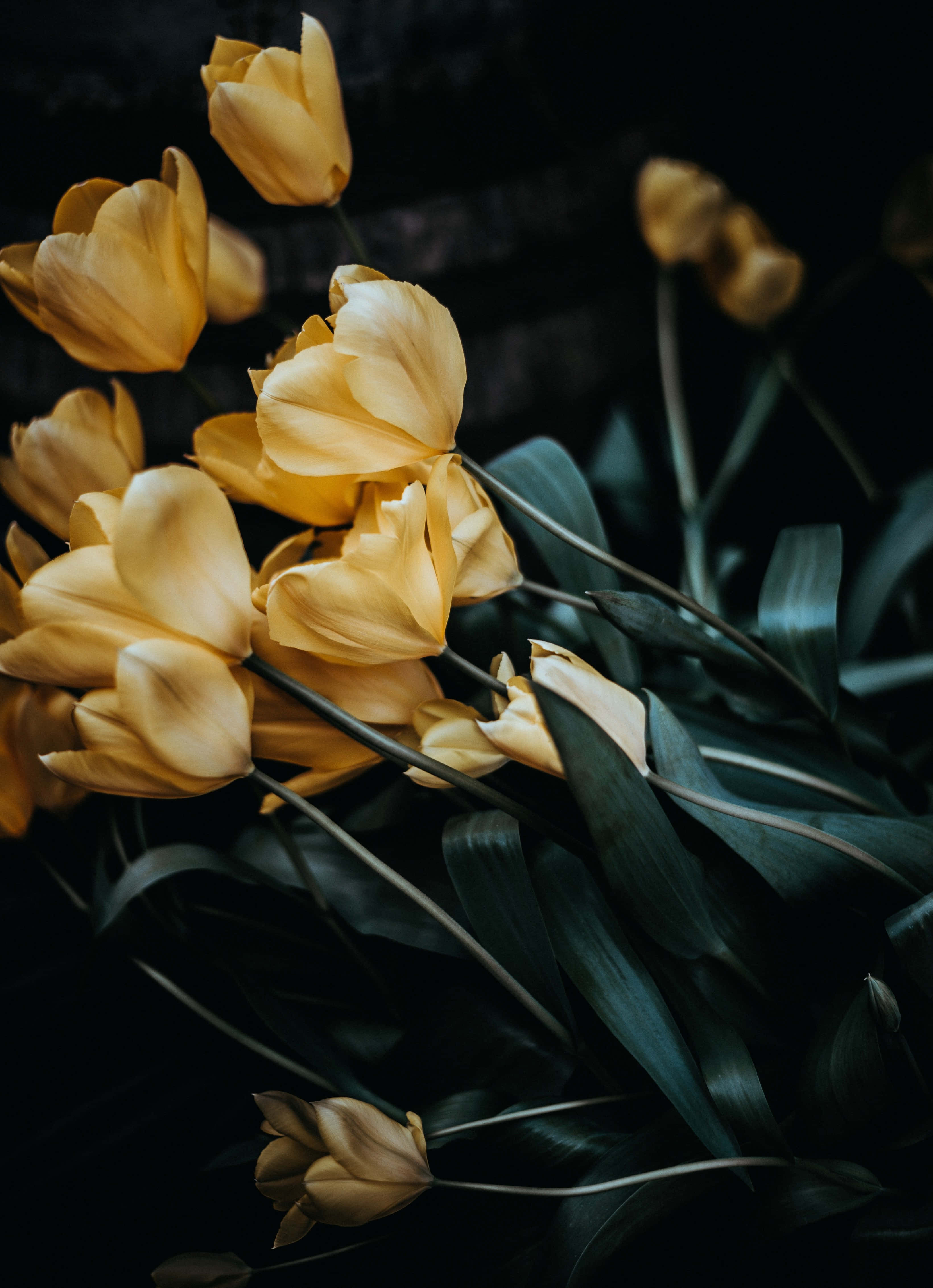 Yellow Tulips 桌布 壁紙 — 金色鬱金香在深黑色背景上柔和綻放，搭配茂盛綠葉，營造出陰鬱的植物靜物畫。