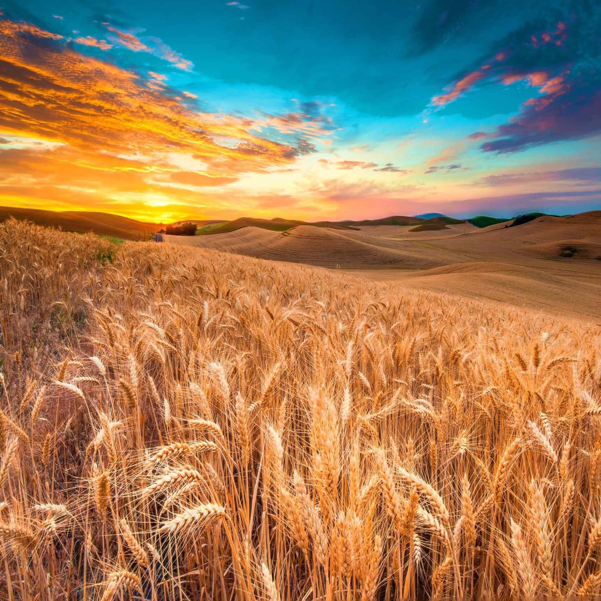 Wheat Harvest 桌布 壁紙 — 金色麥田在充滿活力的日落天空下延伸，天空中有橙色、粉紅色和藍色的雲彩。