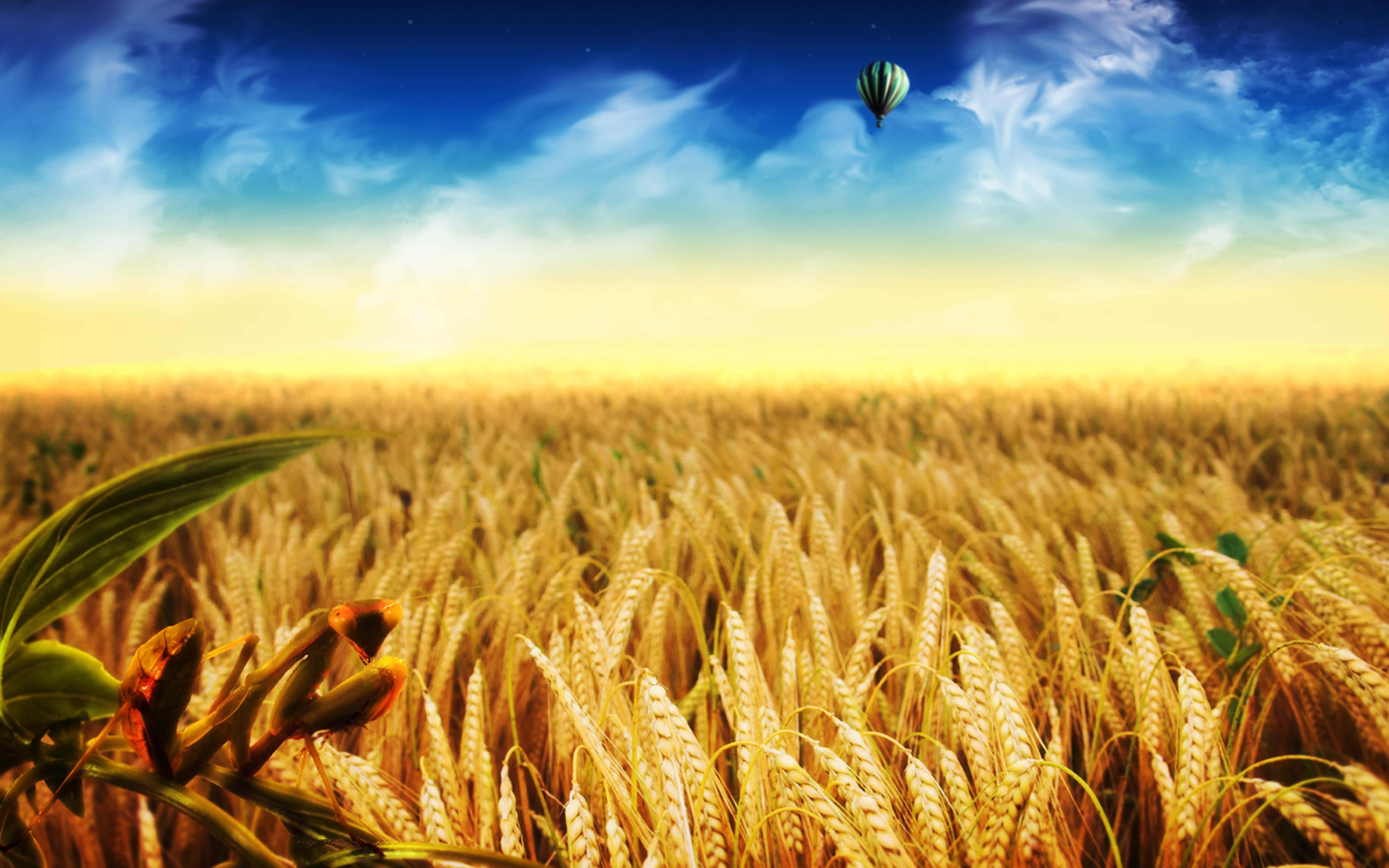 Wheat Harvest 桌布 壁紙 — 金色麥田在鮮豔的藍天下延伸至地平線，熱氣球在上方飄蕩。