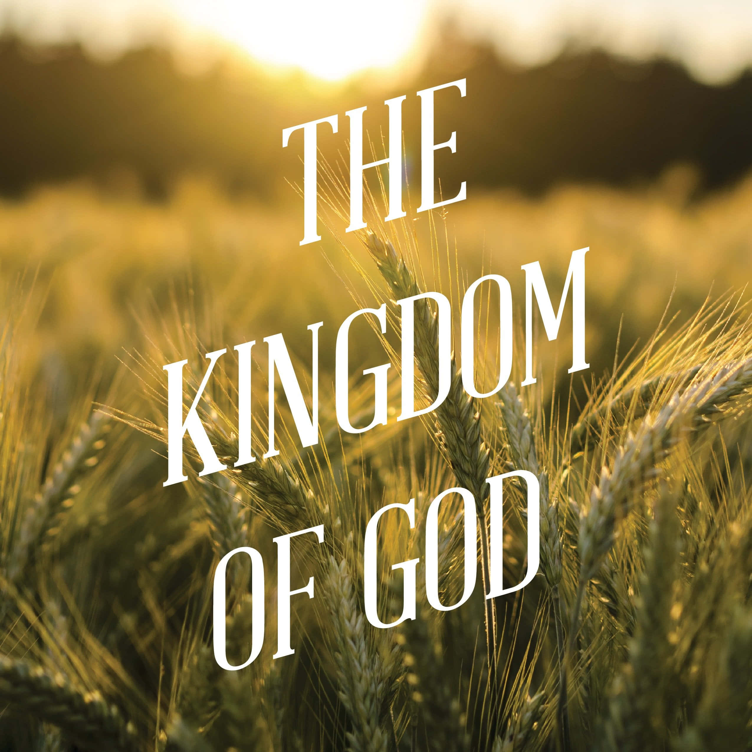 Kingdom Of God 桌布 壁紙 — 金色麥穗在溫暖陽光下輕輕搖曳，並優雅地疊加著『神的國度』字樣。