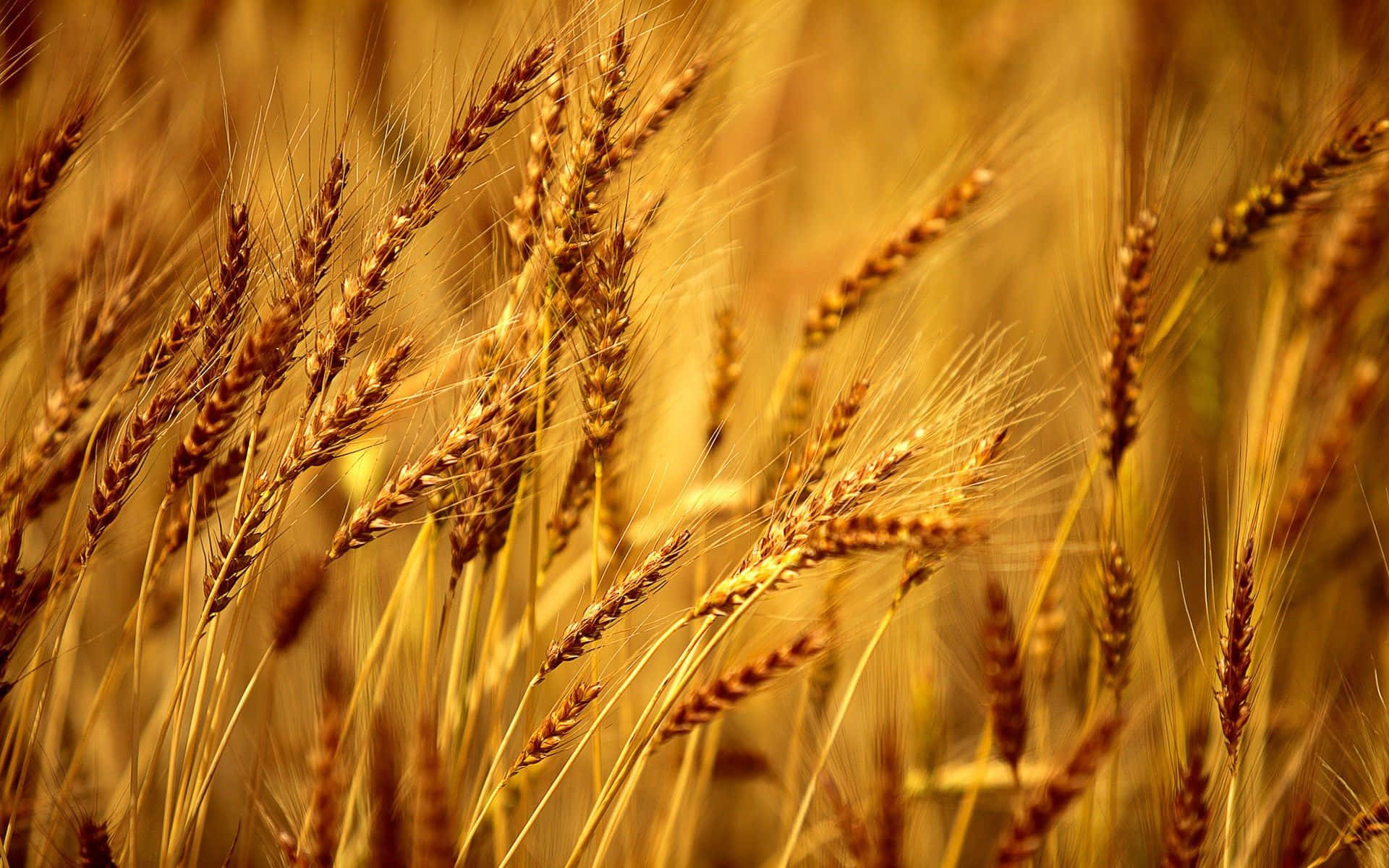 Wheat Harvest 桌布 壁紙 — 金色麥穗在溫暖陽光下輕輕搖曳，營造出寧靜而豐收的農業景象。