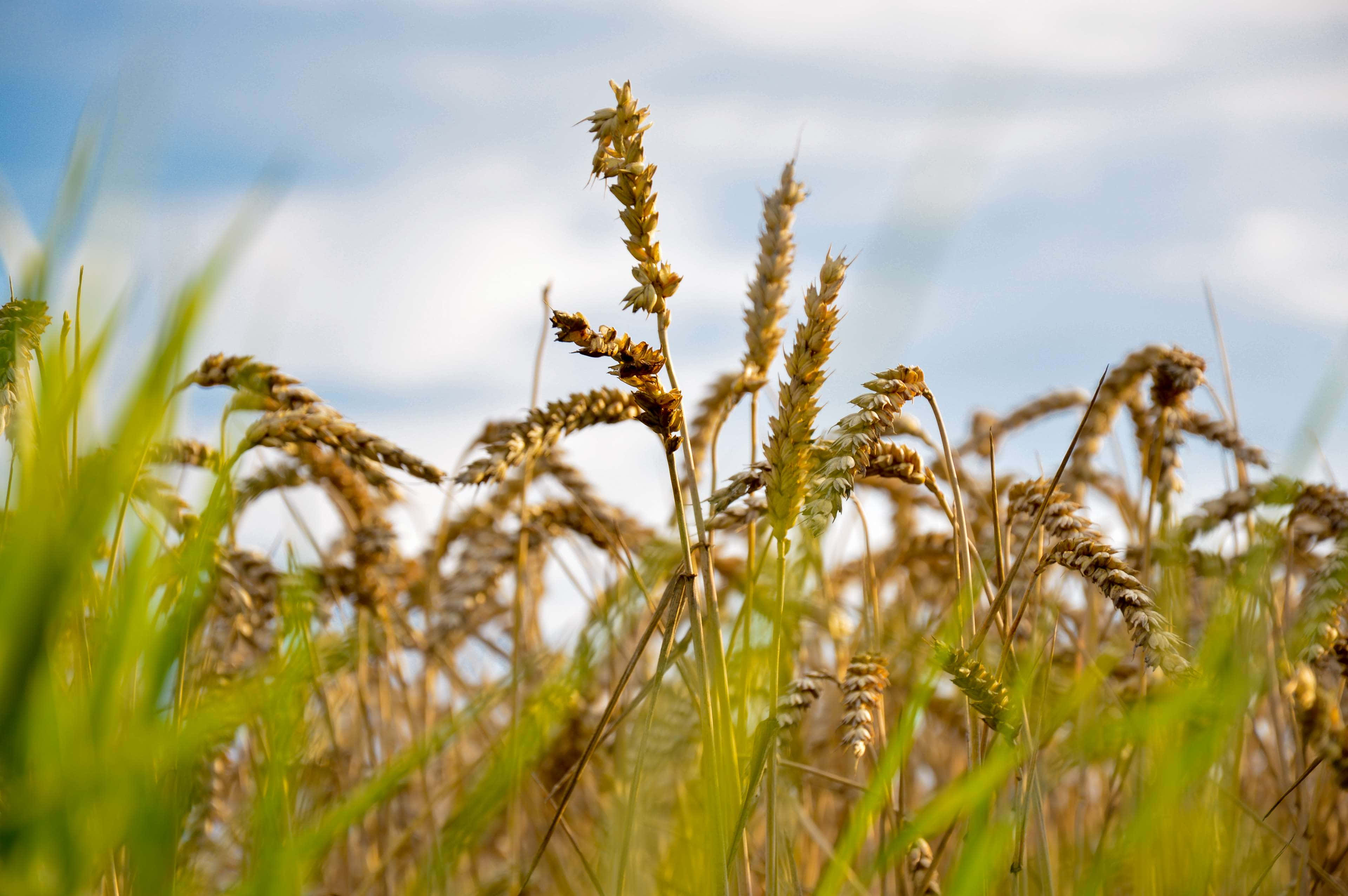 Wheat Harvest 桌布 壁紙 — 金色麥穗在陽光明媚的田野中輕輕搖曳，映襯著柔和藍天與縷縷白雲。