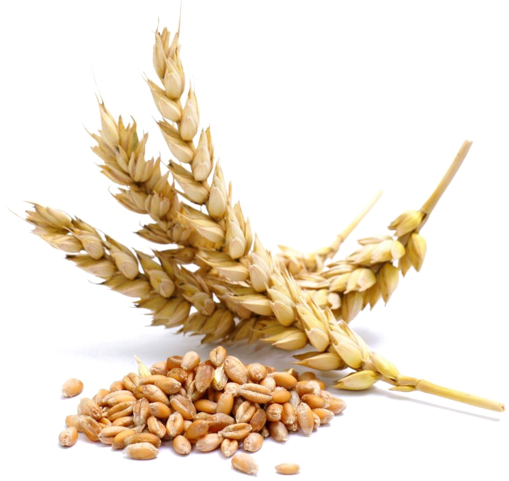 金色麥穗與穀粒 壁紙