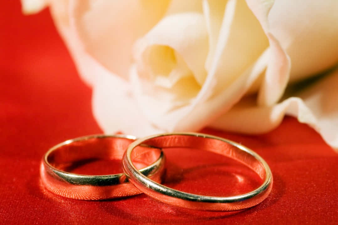 兩枚結婚戒指旁邊有一朵白色玫瑰，放在紅色天鵝絨布料上。