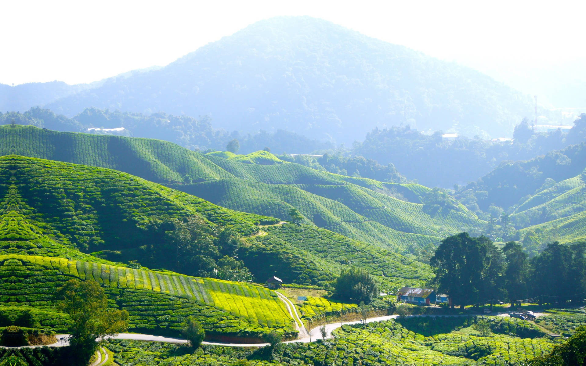 廣闊的綠色茶園在起伏的山丘上，有蜿蜒的道路和遠處的群山，夕陽西下。