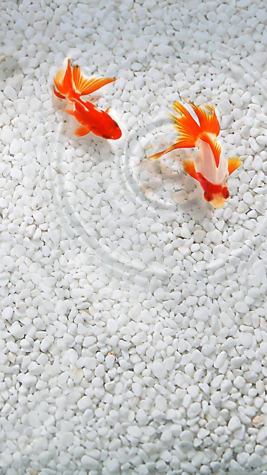 金魚 iPhone 壁紙 — 兩條鮮豔的橙色金魚優雅地游過白色卵石床，在清澈的水中泛起輕柔的漣漪。