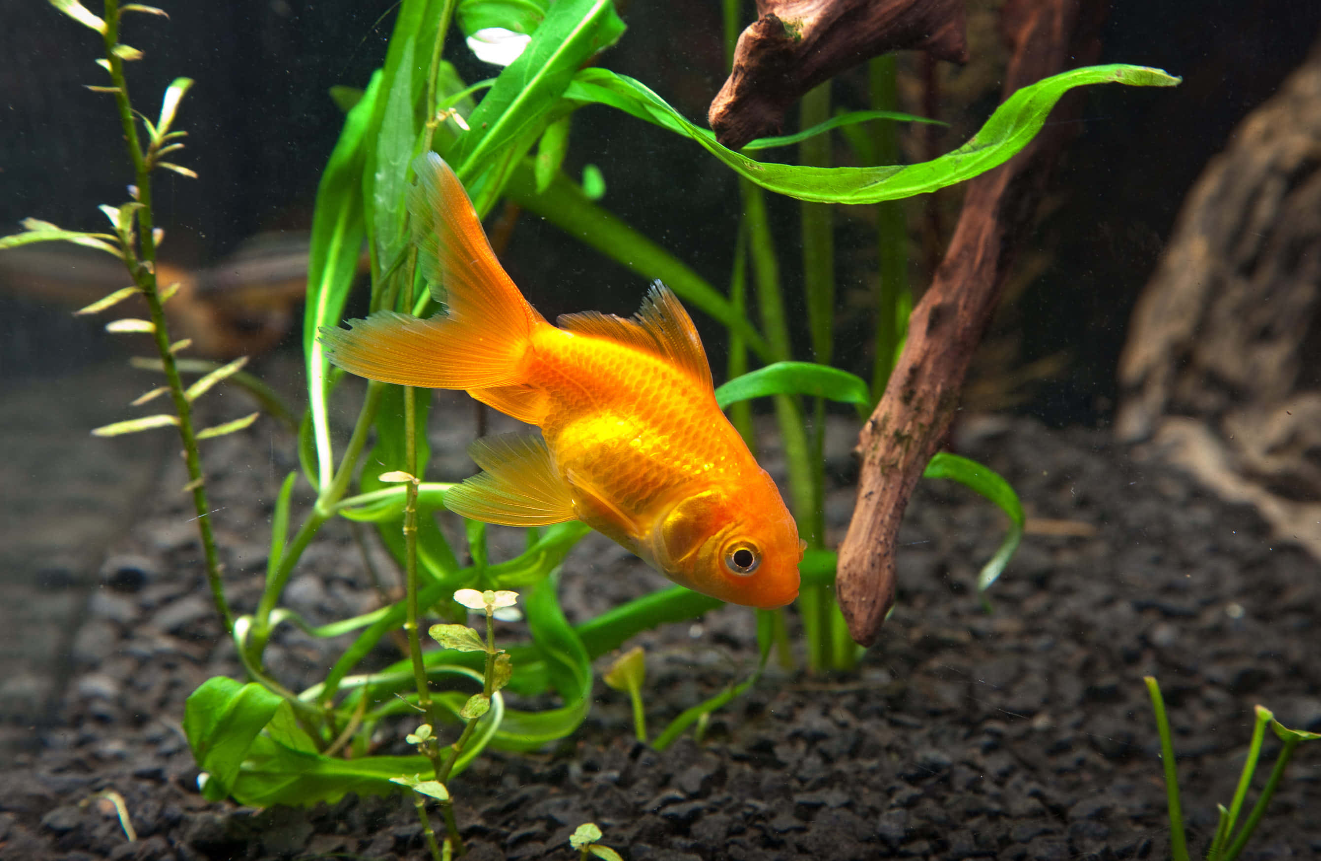 金魚之美 壁紙 — 一條鮮豔的橙色金魚在清澈的水族箱中，於茂盛的綠色水生植物和浮木之間優雅地游動。