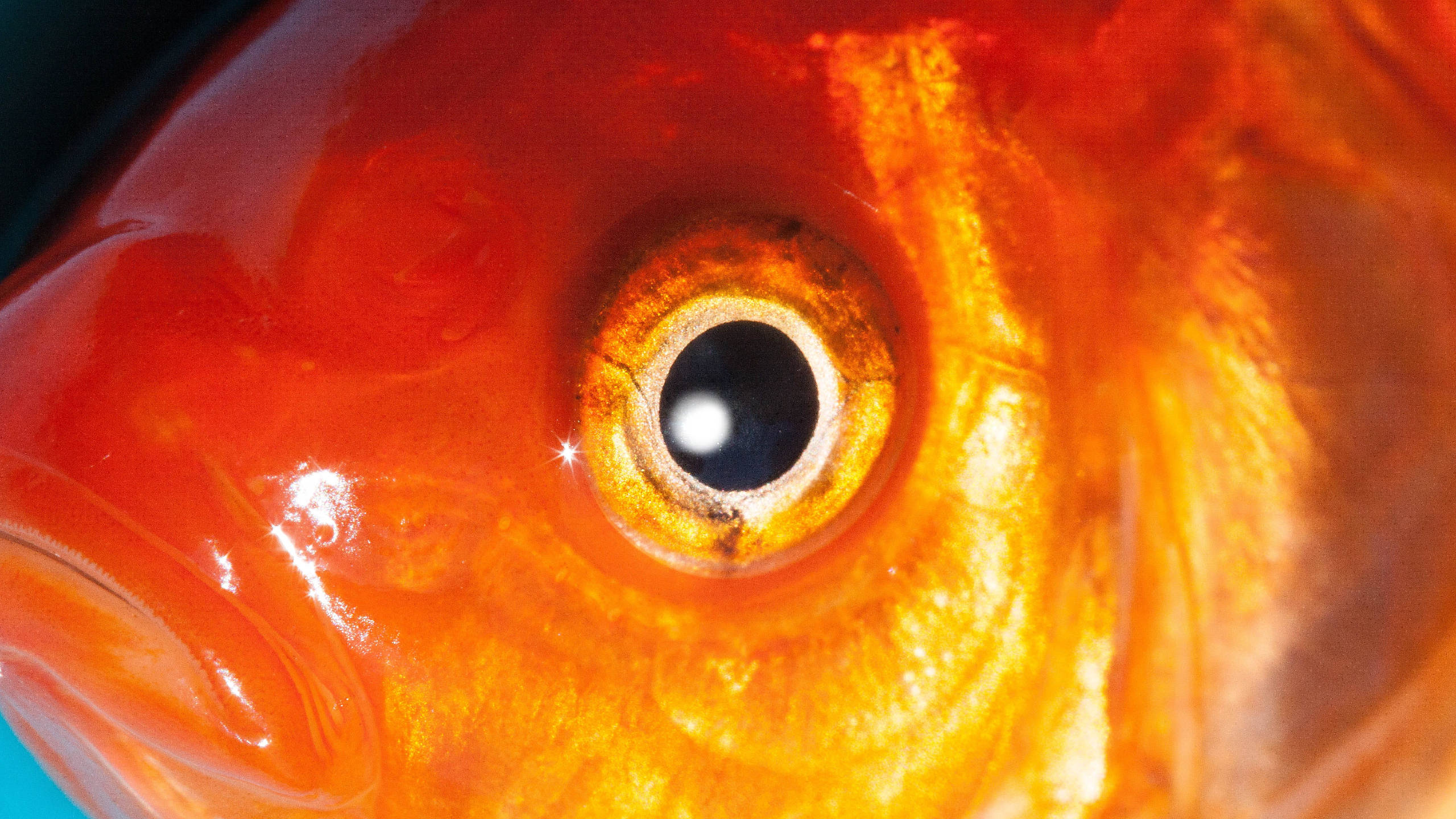 金魚圓眼特寫 壁紙 — 極端特寫一條充滿活力的橙色魚眼，金色虹膜和閃亮鱗片反射光線。