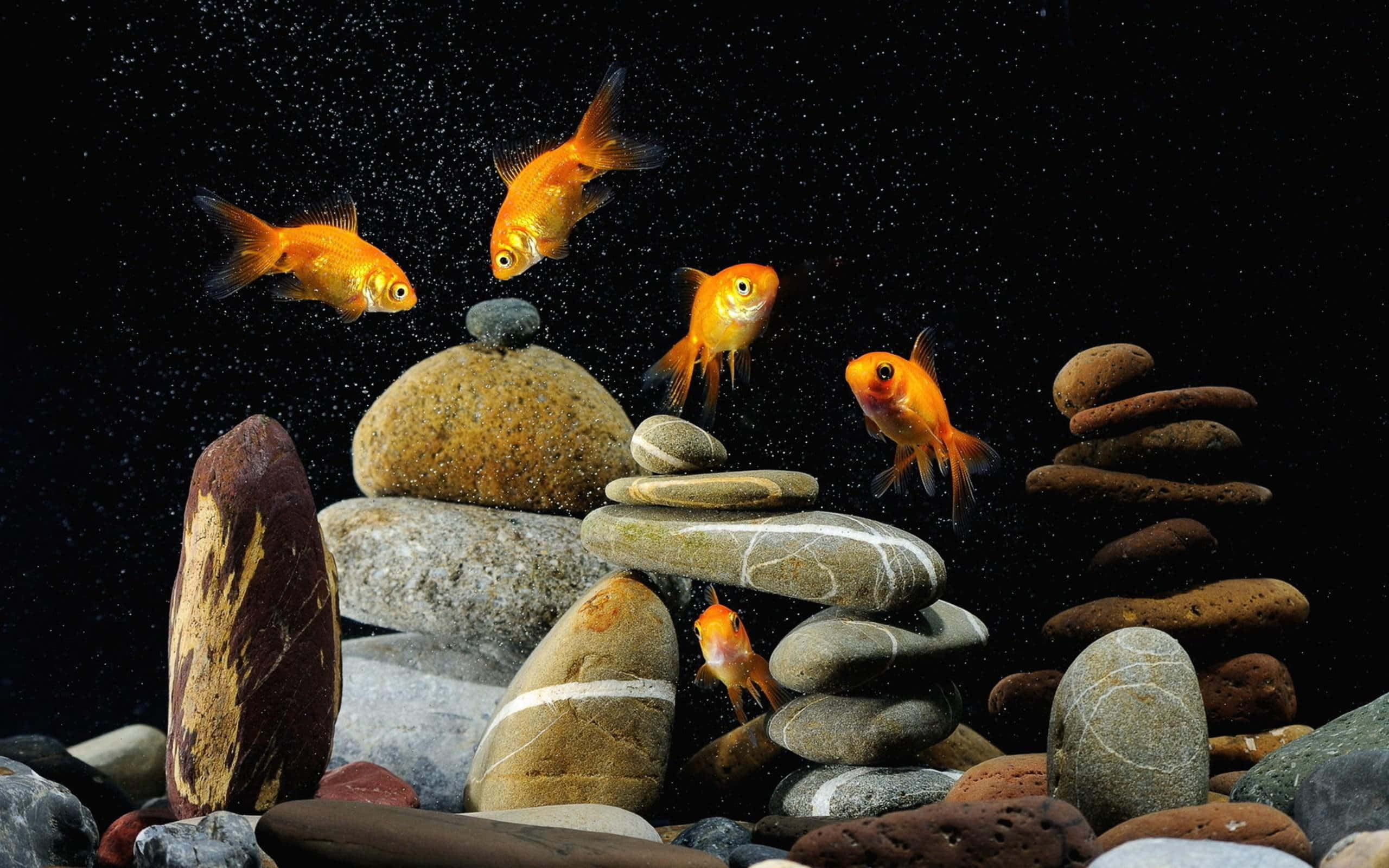 水族箱 桌布 壁紙 — 金魚在平衡的河石間優雅地游動，背景是黑暗閃爍的水面。